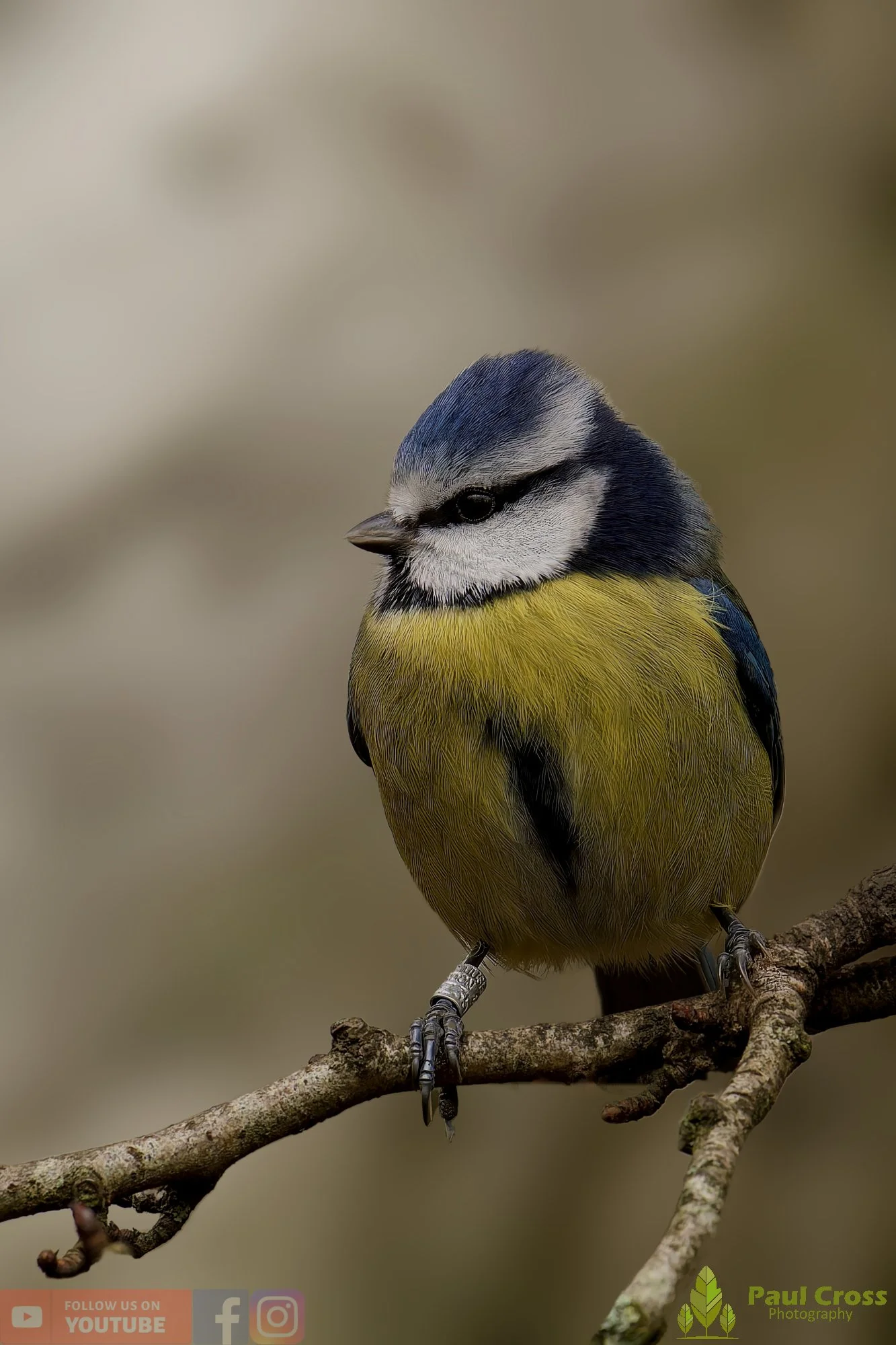 Blue Tit-00992.jpg