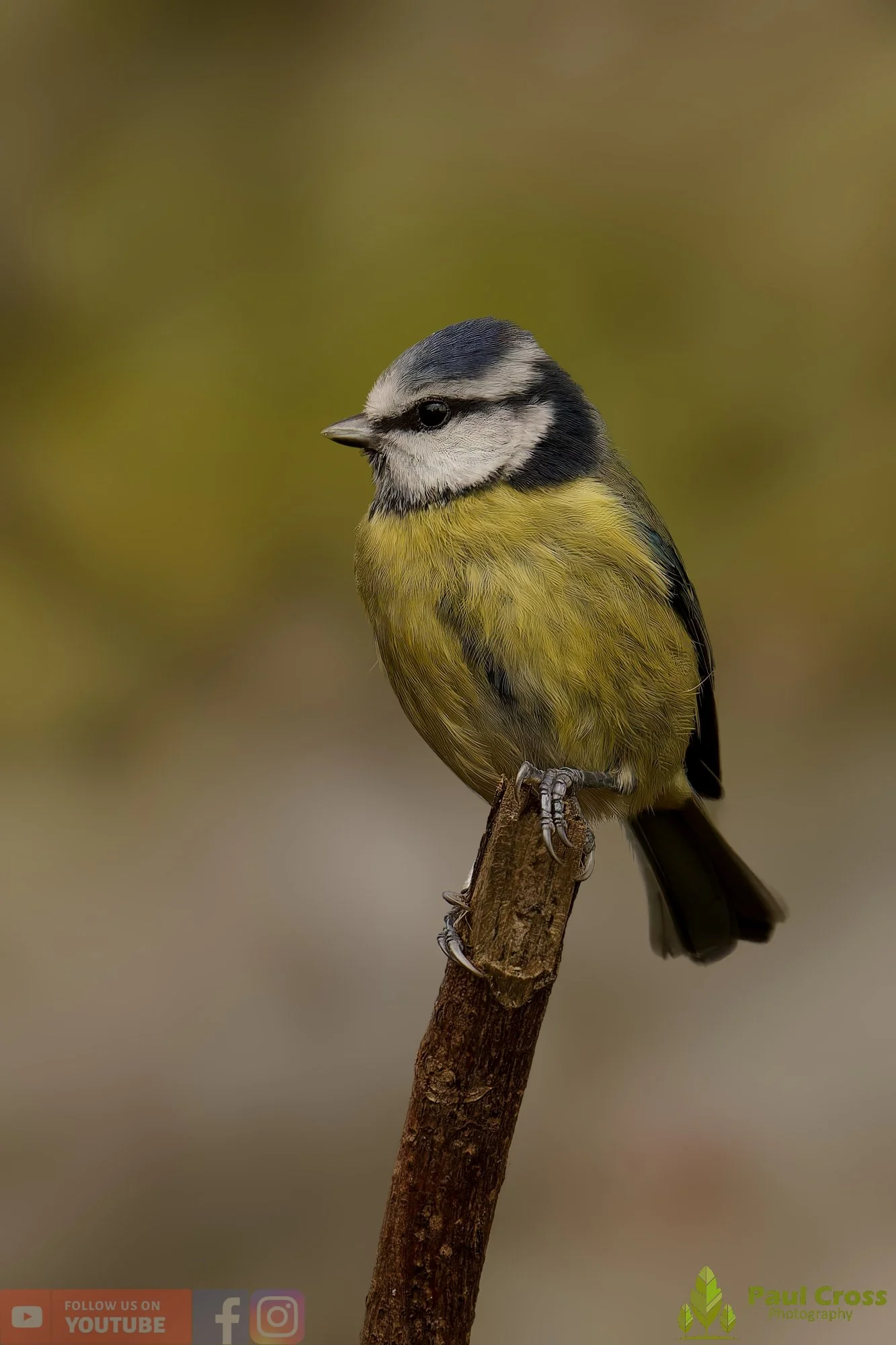 Blue Tit-00993.jpg