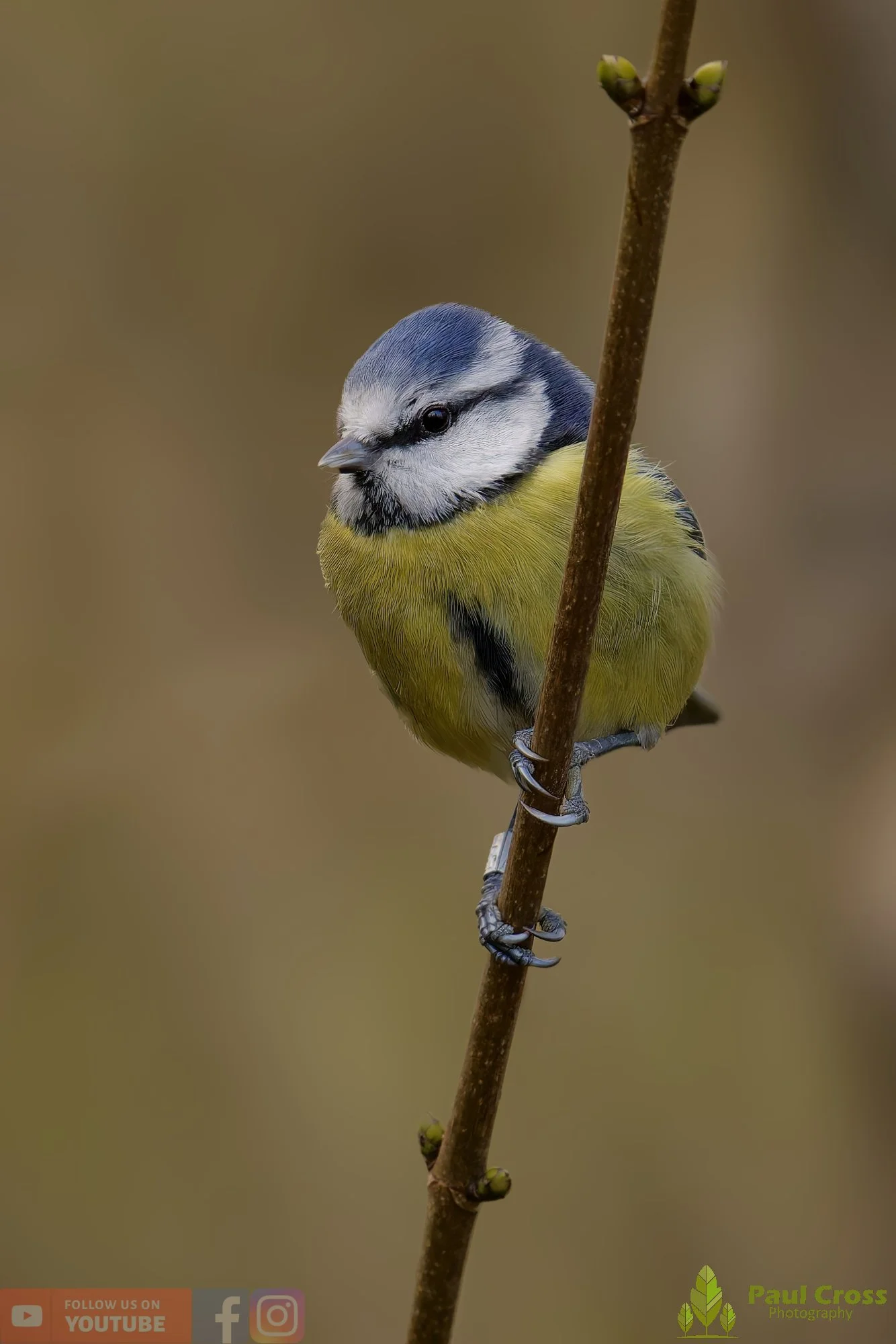 Blue Tit-00995.jpg