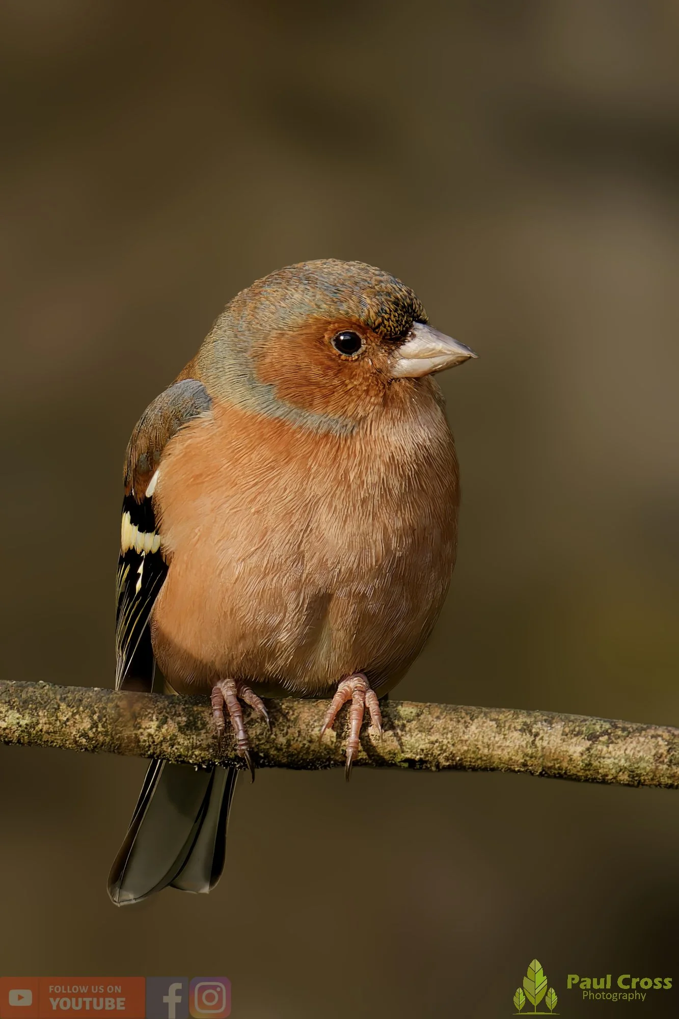 Chaffinch-00096.jpg