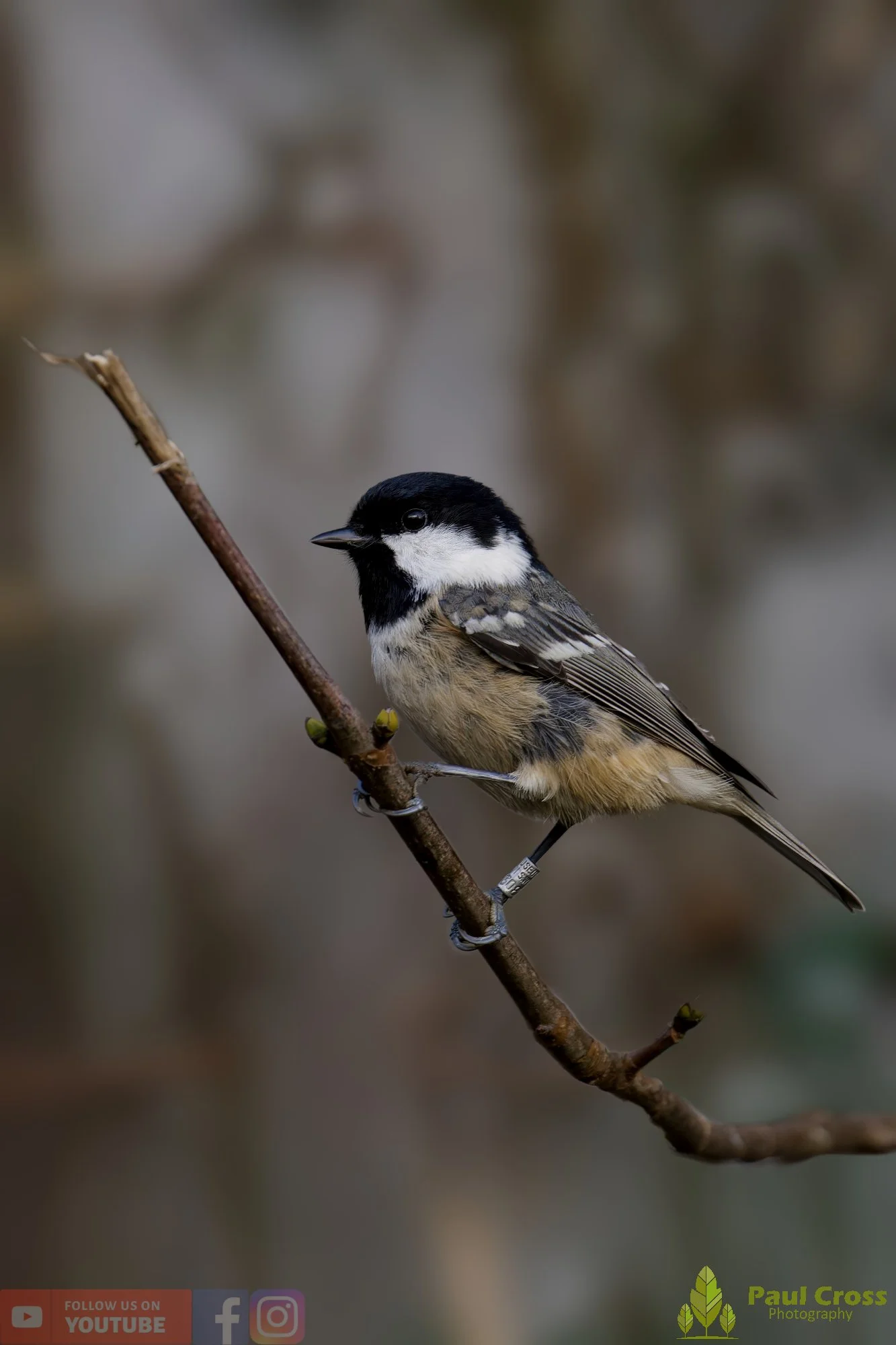 Coal Tit-00148.jpg
