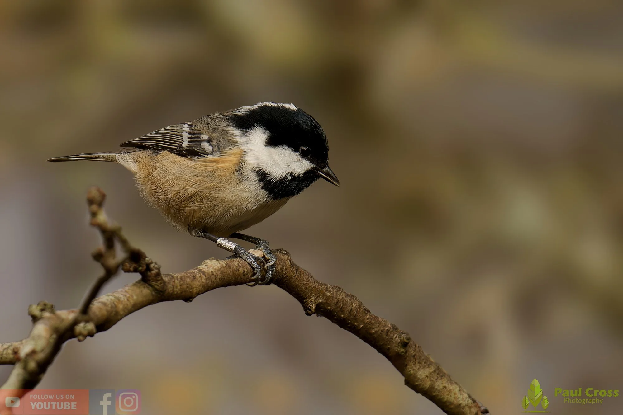 Coal Tit-00150.jpg