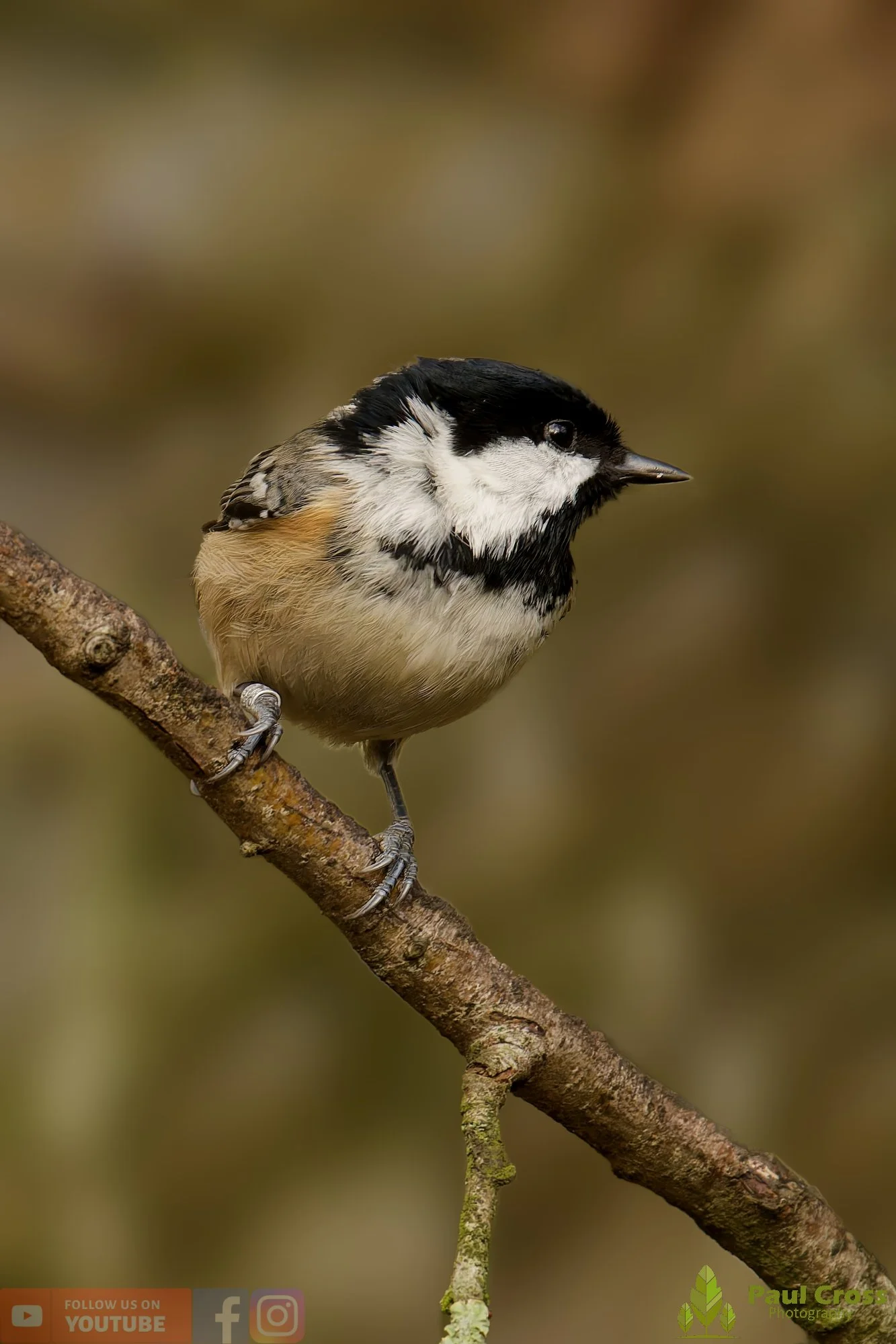 Coal Tit-00154.jpg