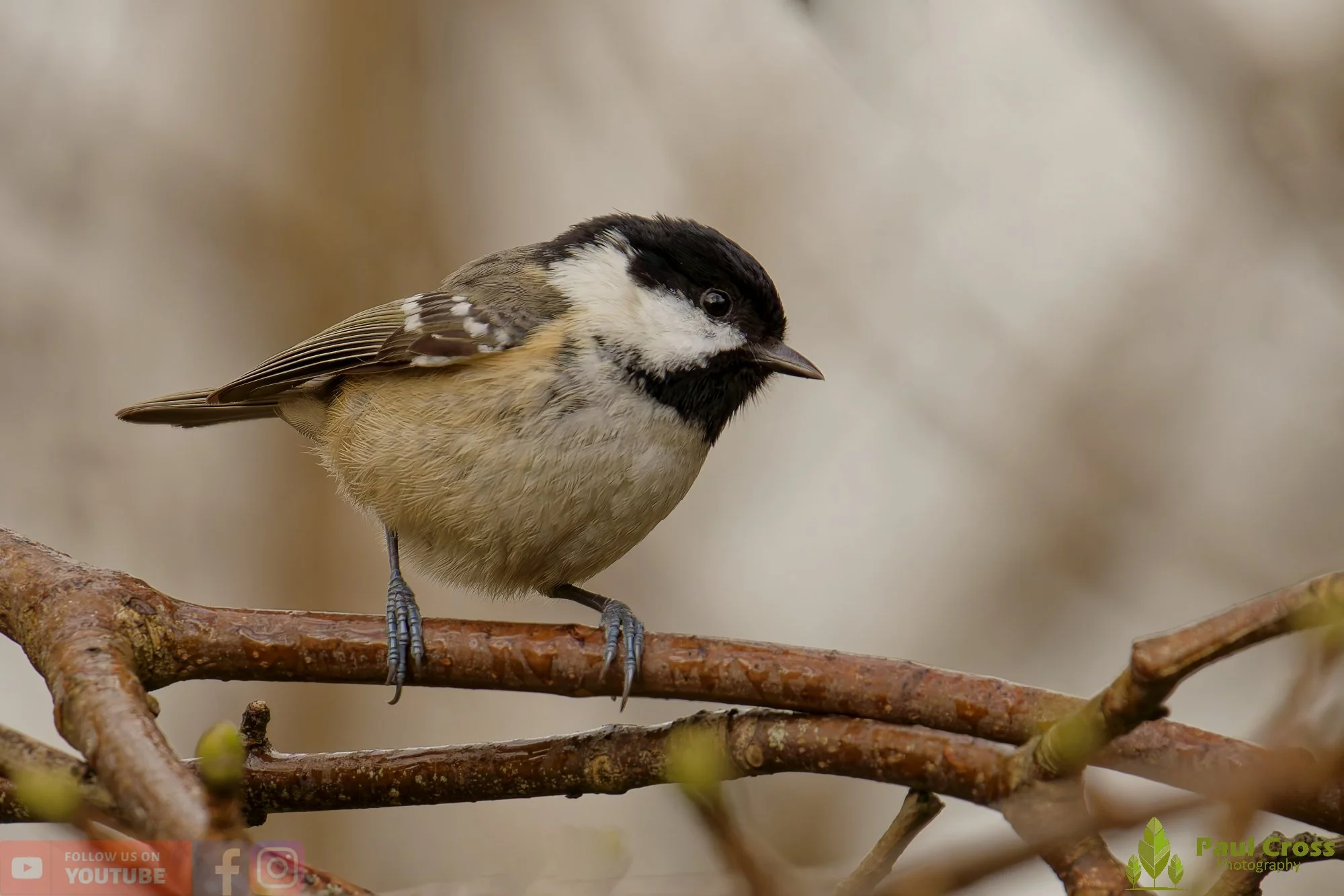 Coal Tit-00155.jpg