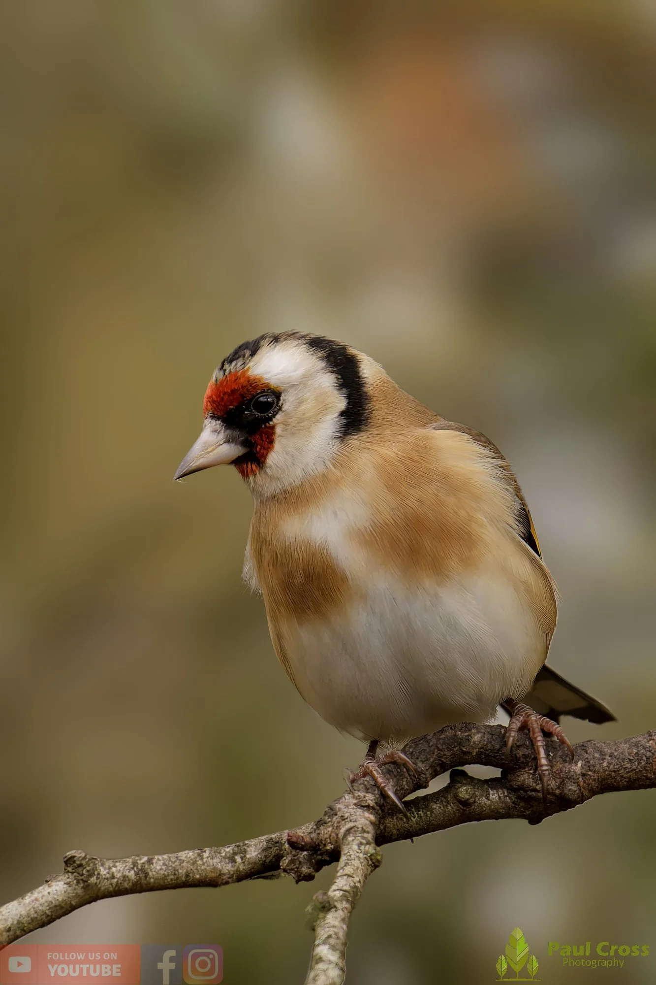 Goldfinch-00248.jpg