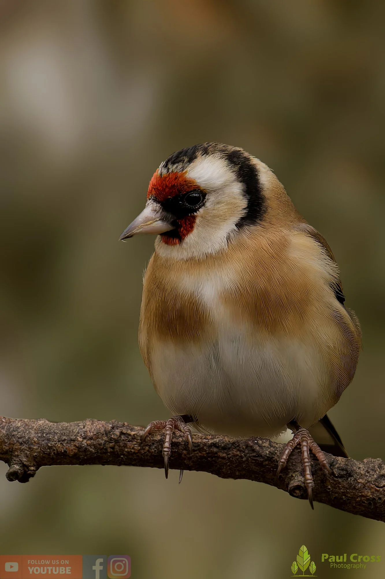 Goldfinch-00249.jpg