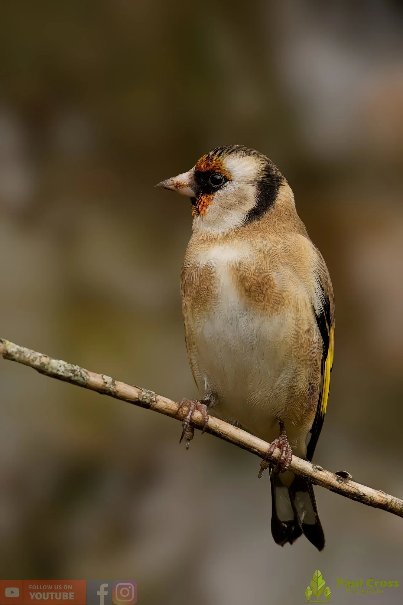 Goldfinch-00251.jpg