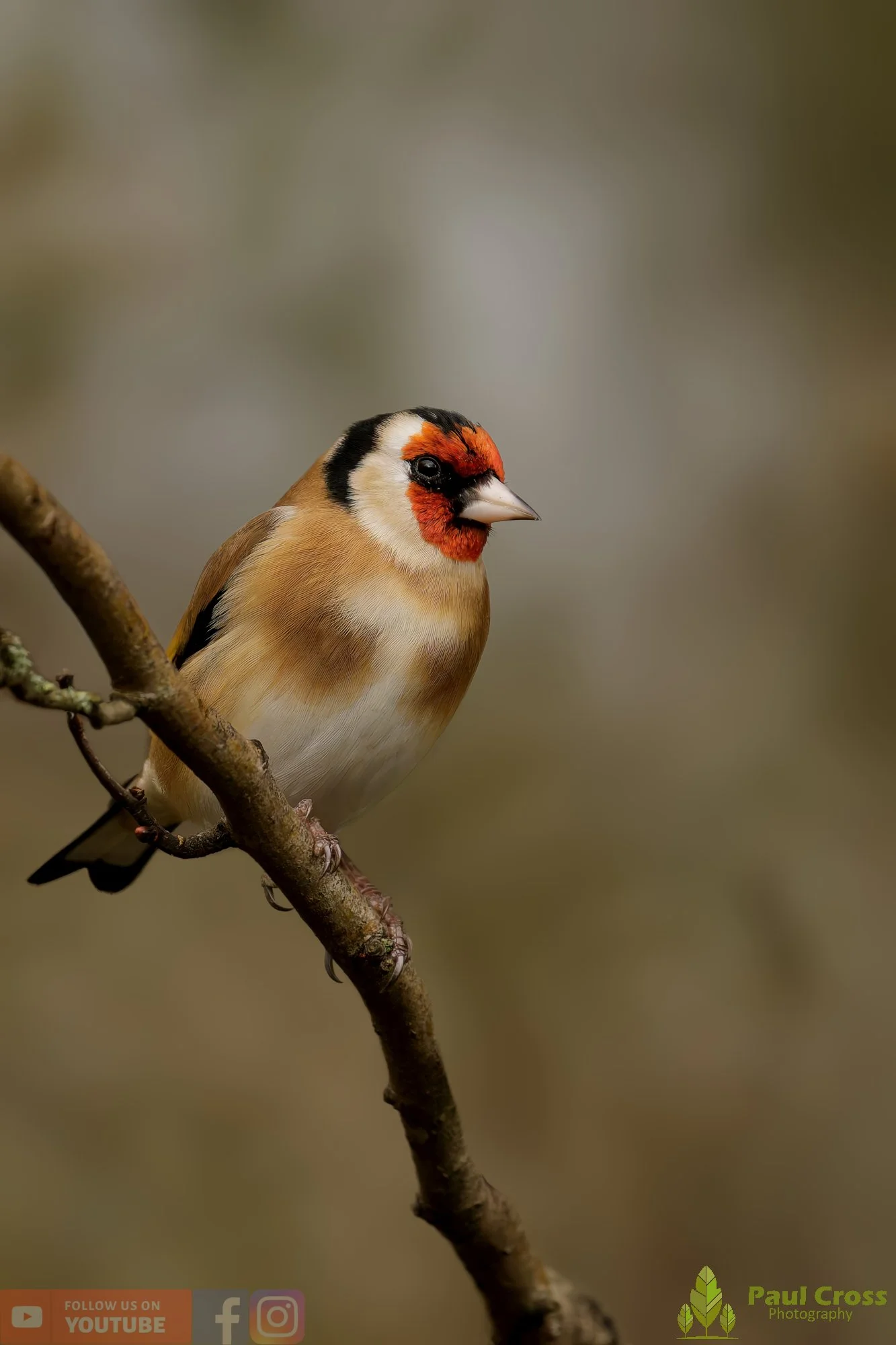 Goldfinch-00252.jpg