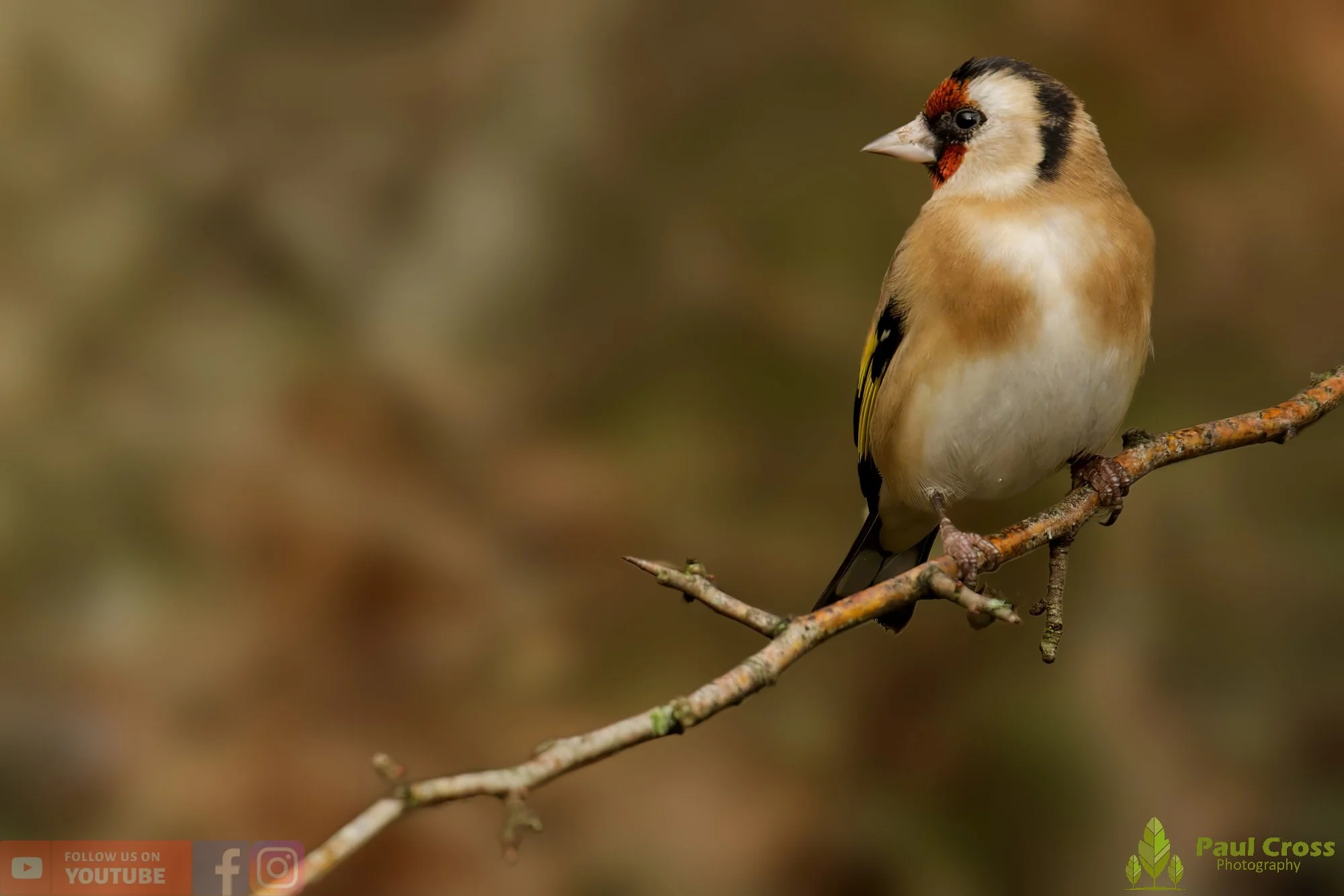 Goldfinch-00253.jpg