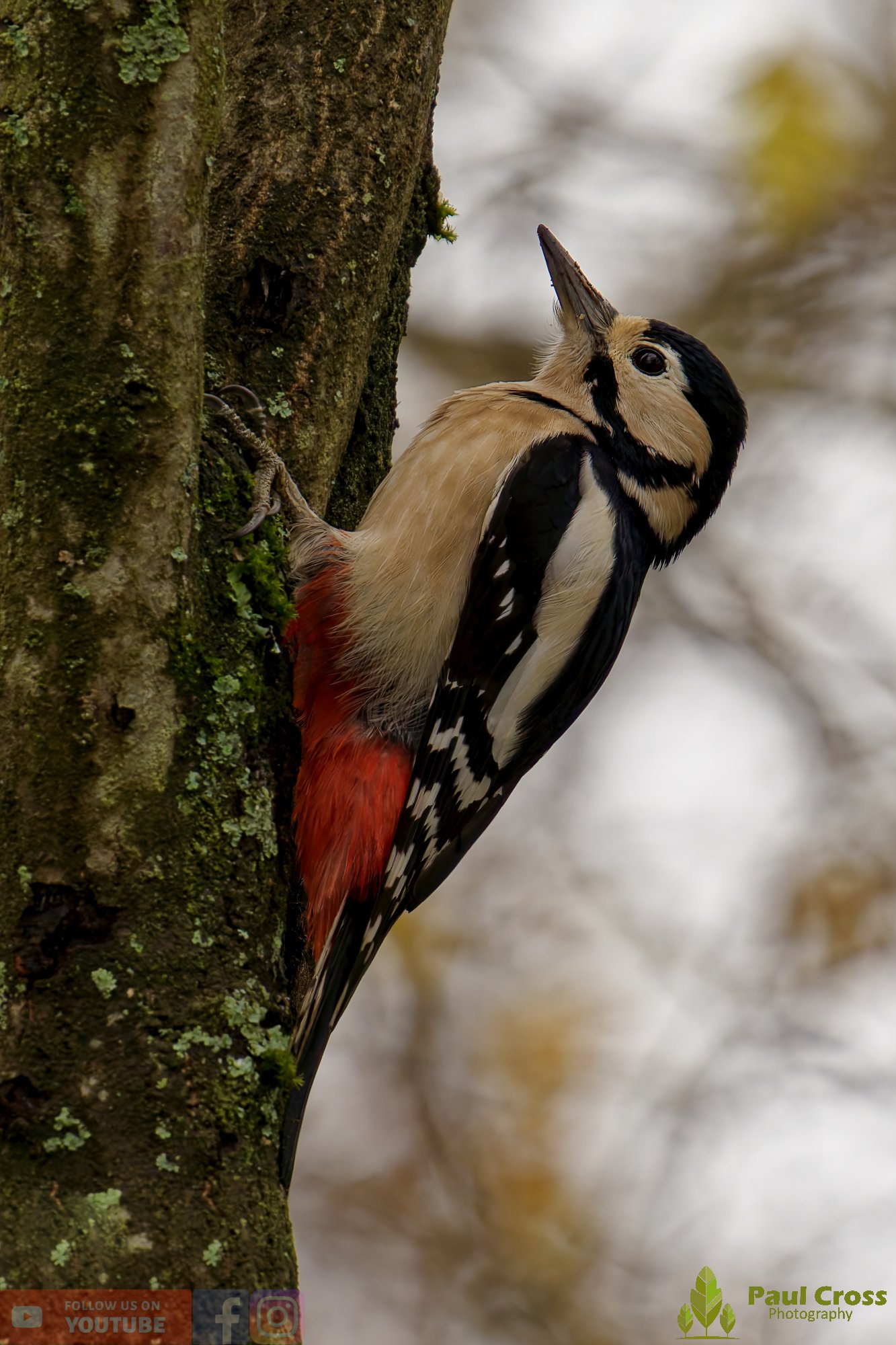Great Spotted Woodpecker-00144.jpg