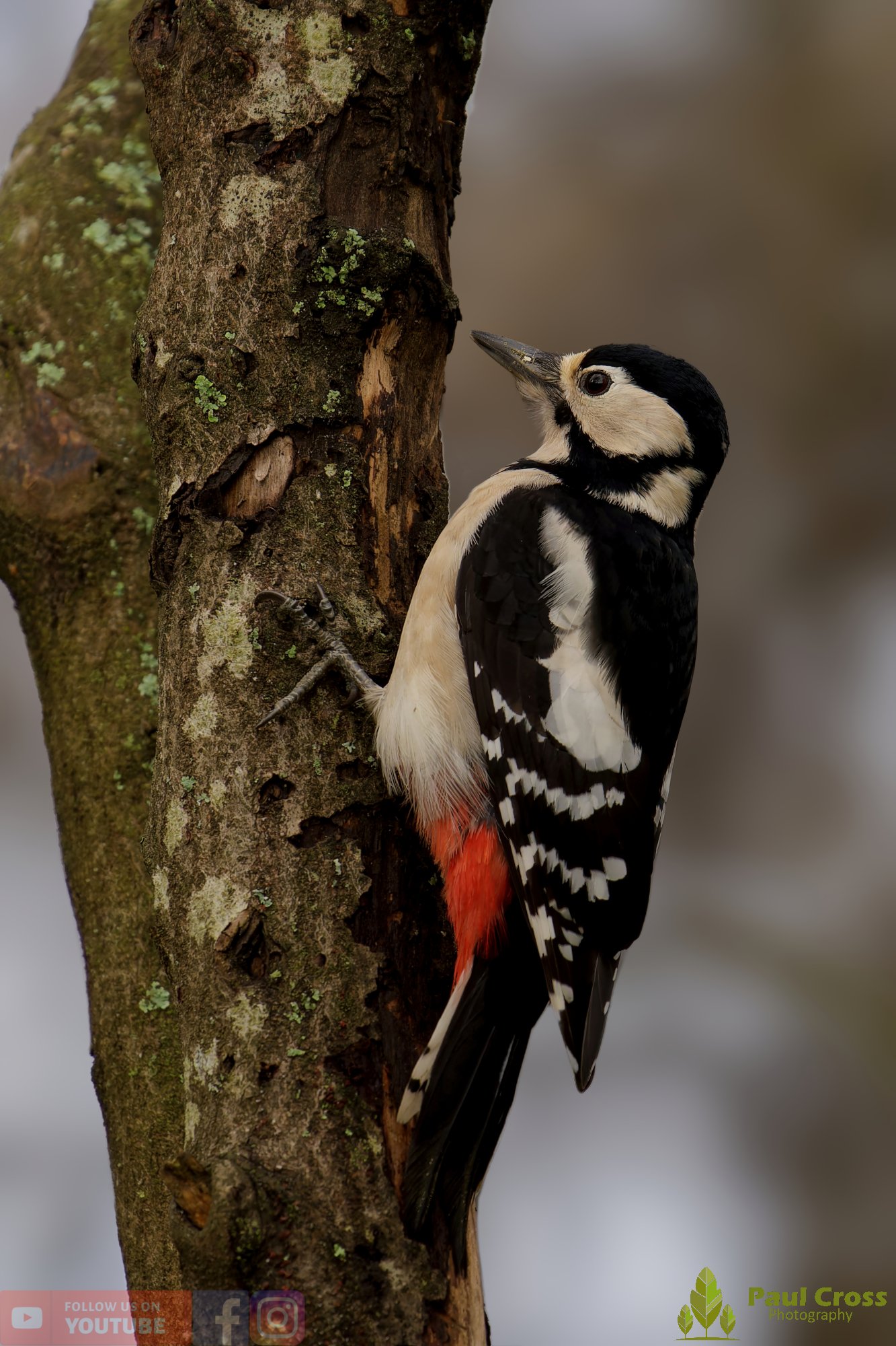 Great Spotted Woodpecker-00145.jpg
