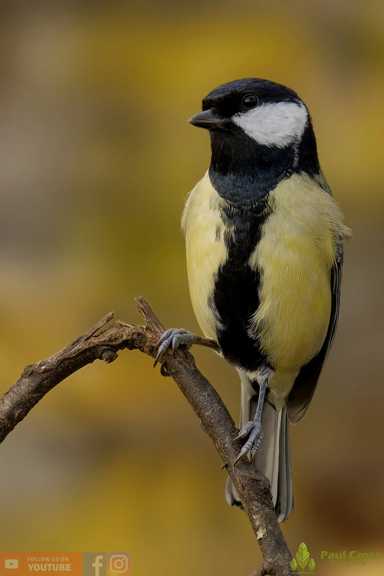Great Tit-00301.jpg
