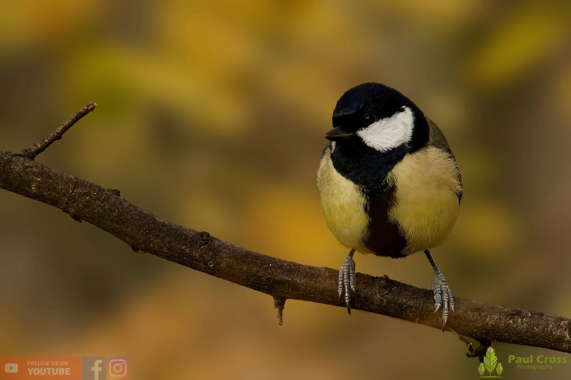 Great Tit-00303.jpg