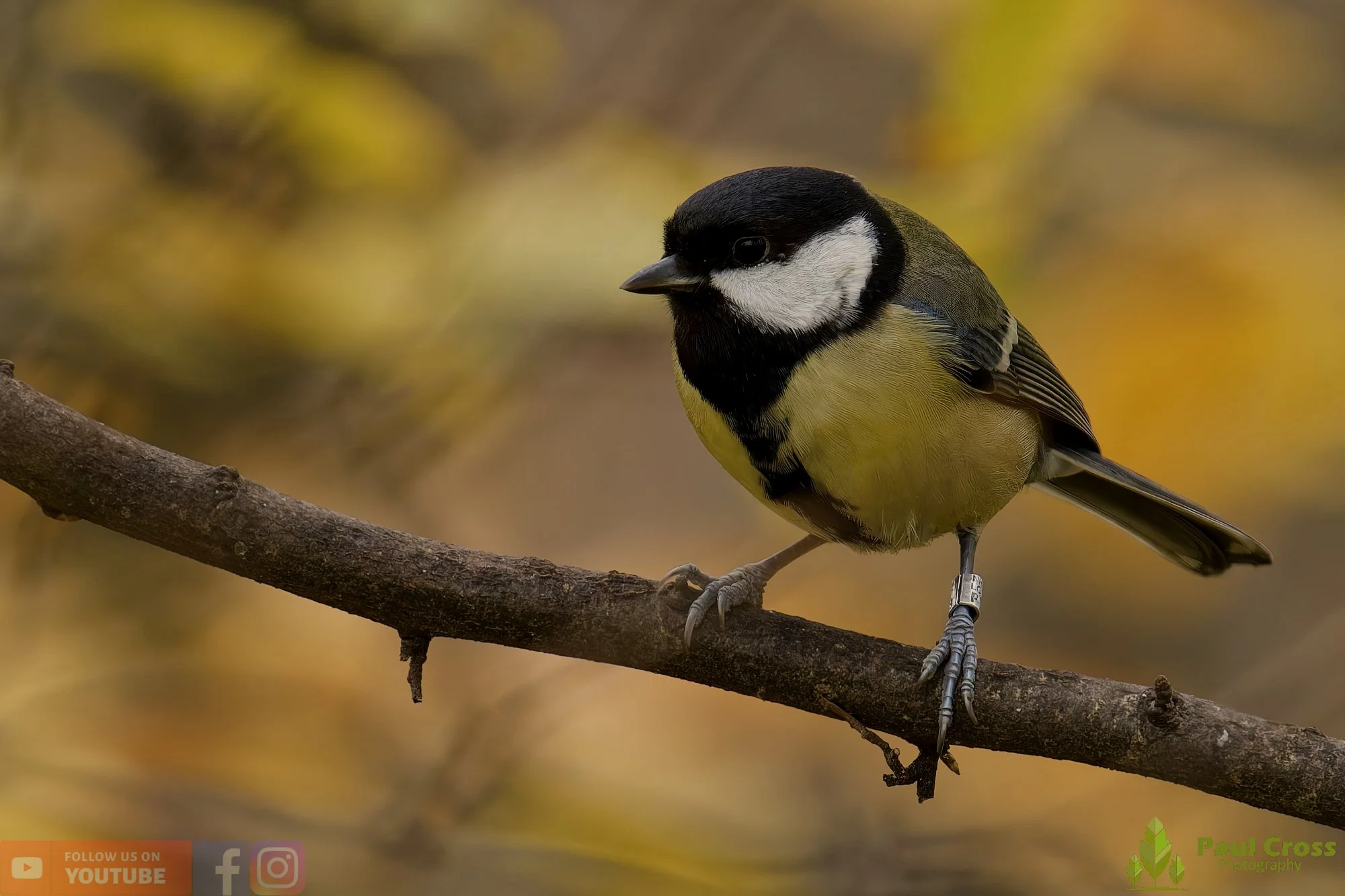 Great Tit-00304.jpg