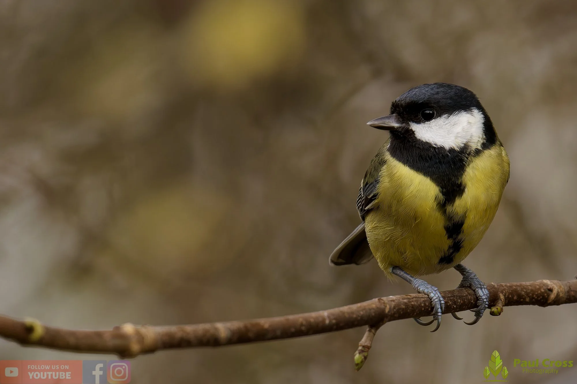 Great Tit-00305.jpg