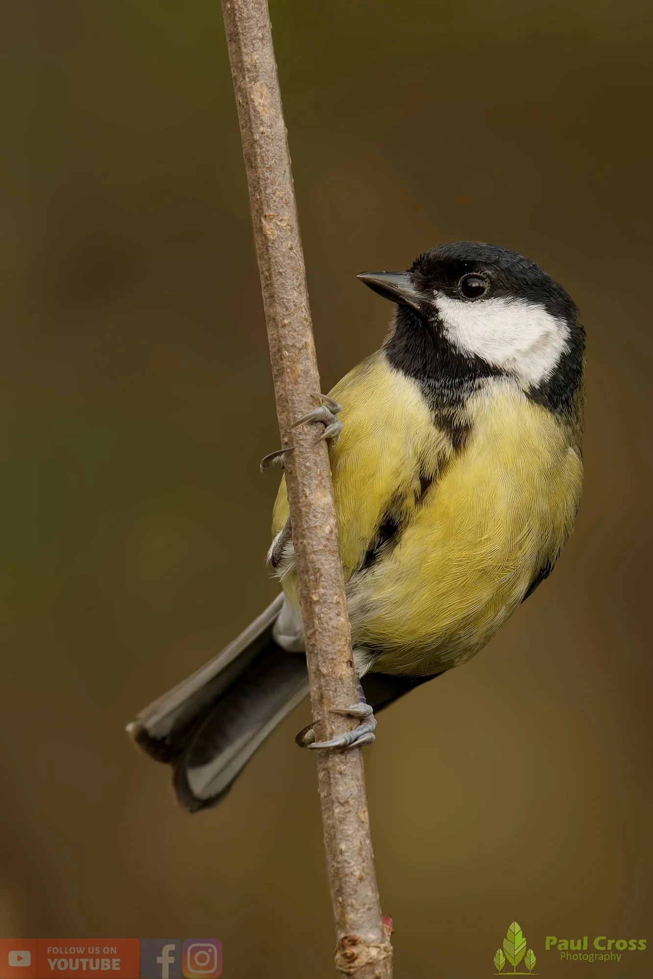 Great Tit-00311.jpg