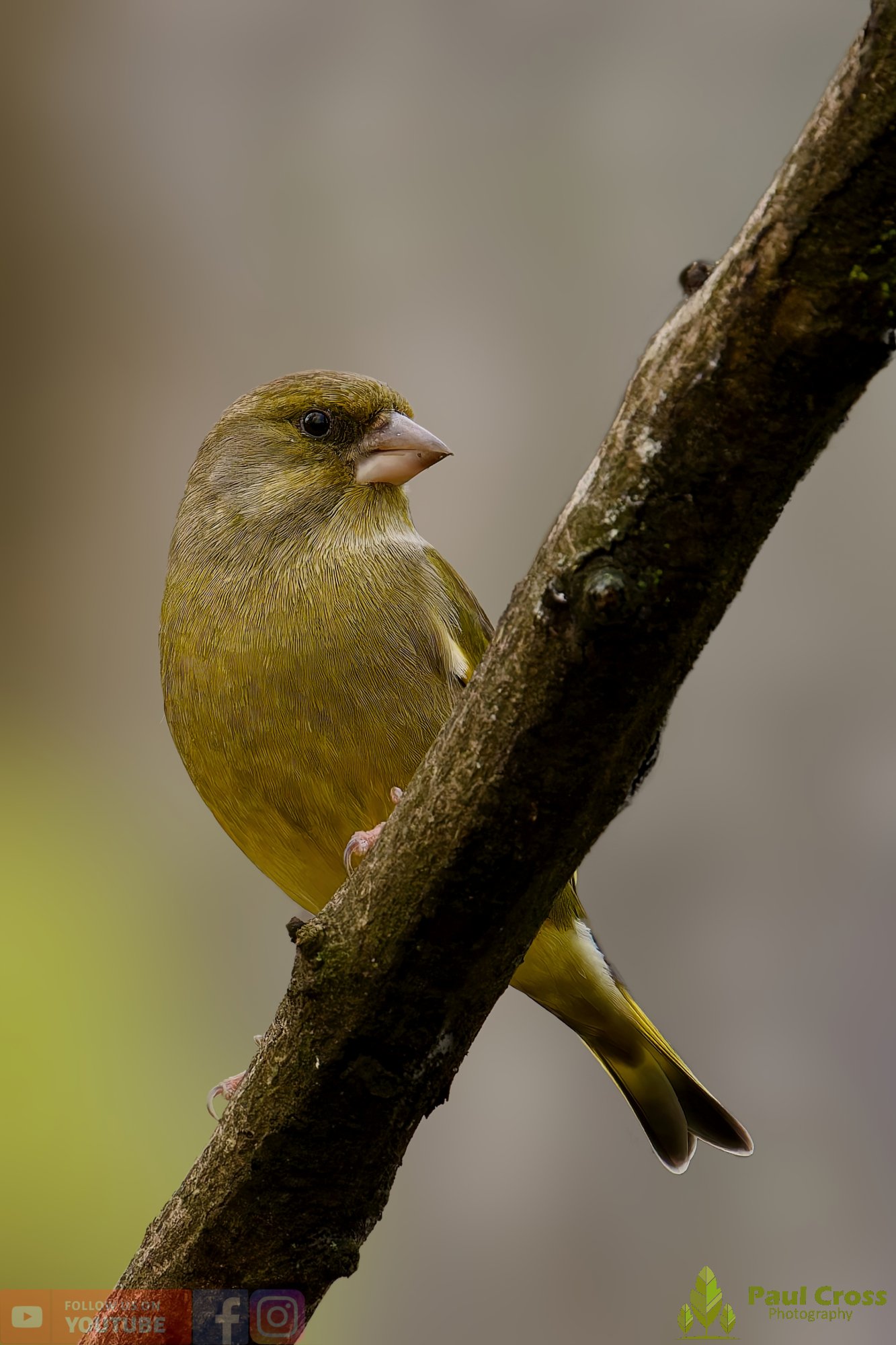 Greenfinch-00090.jpg