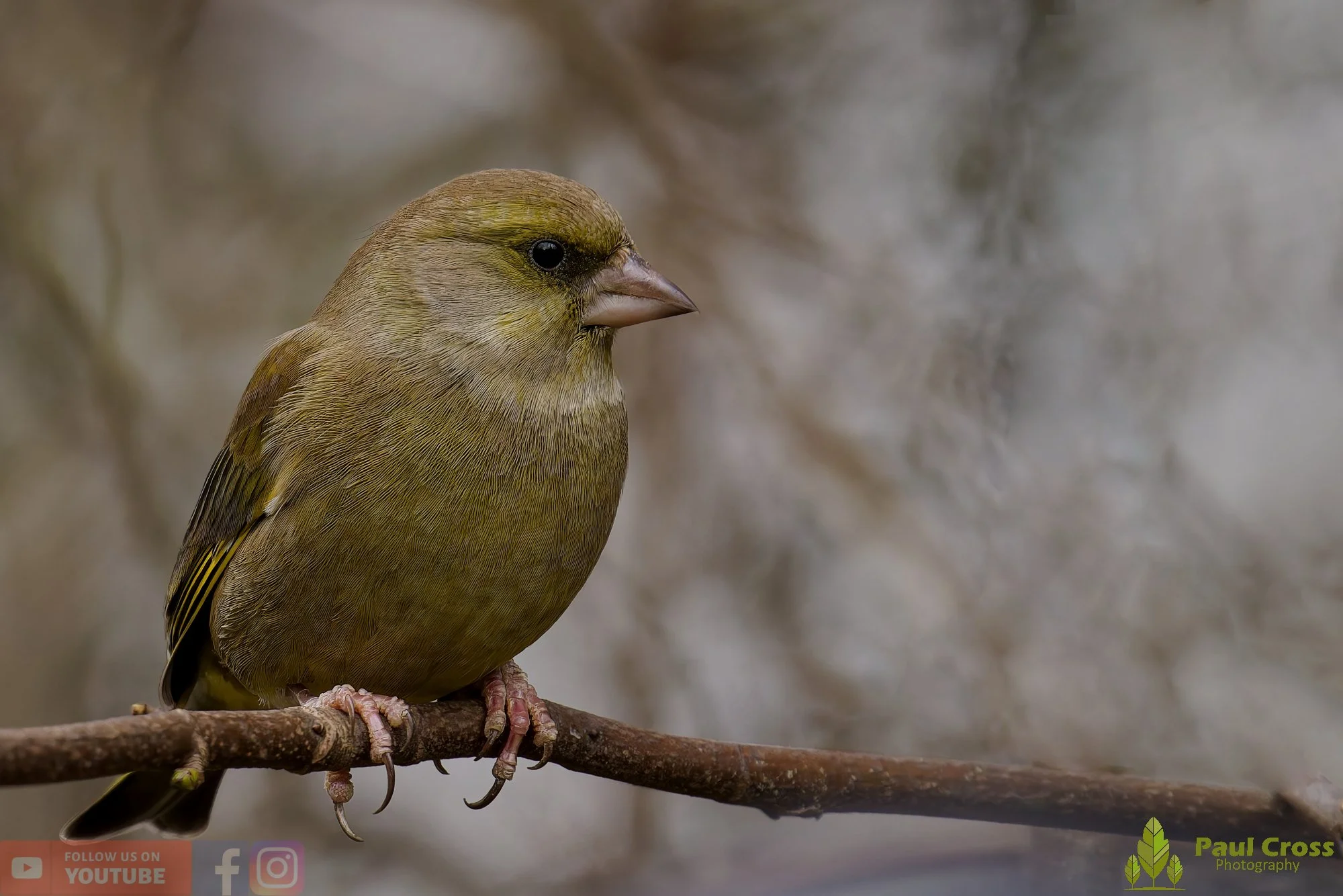 Greenfinch-00092.jpg