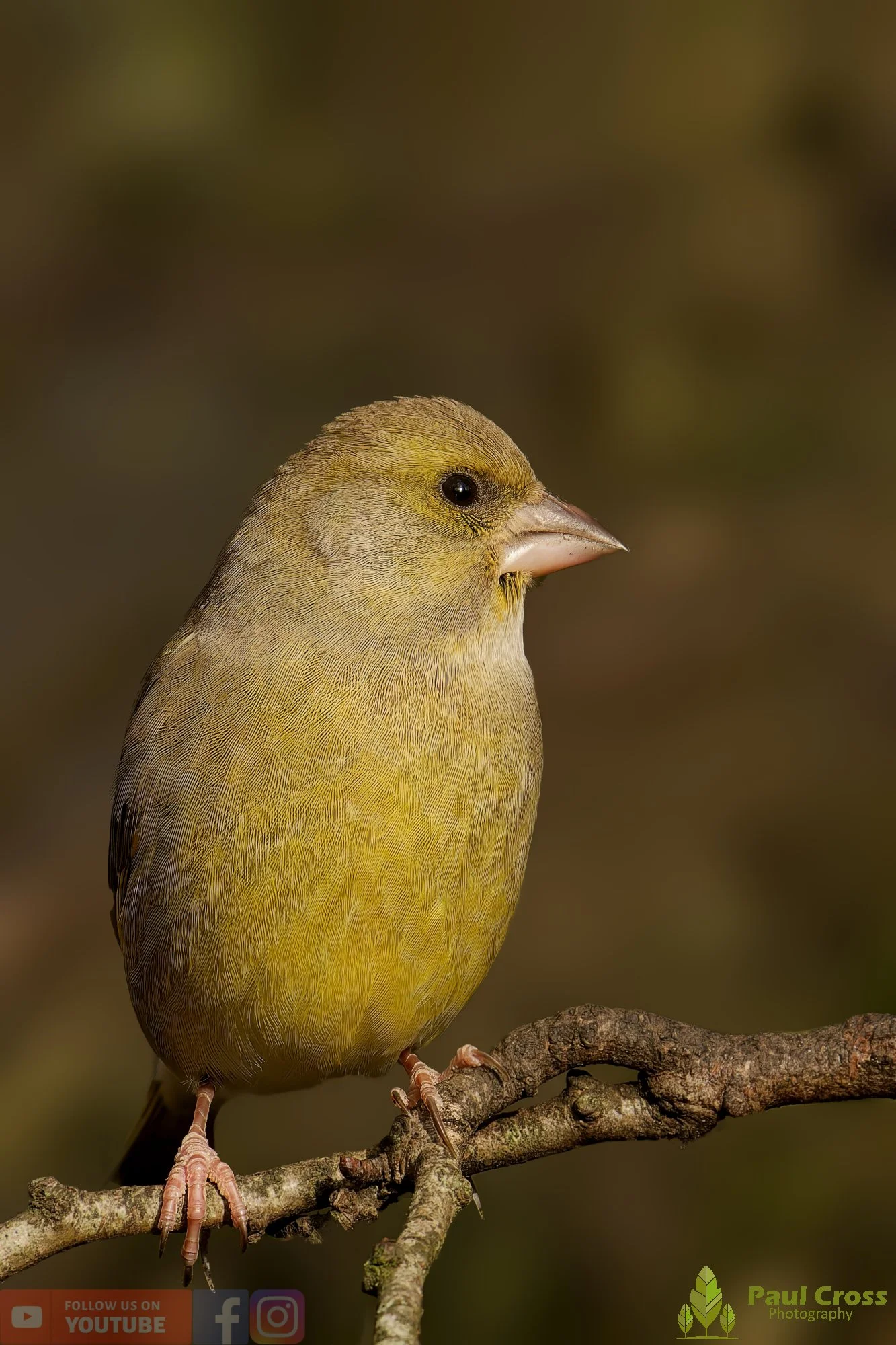 Greenfinch-00093.jpg