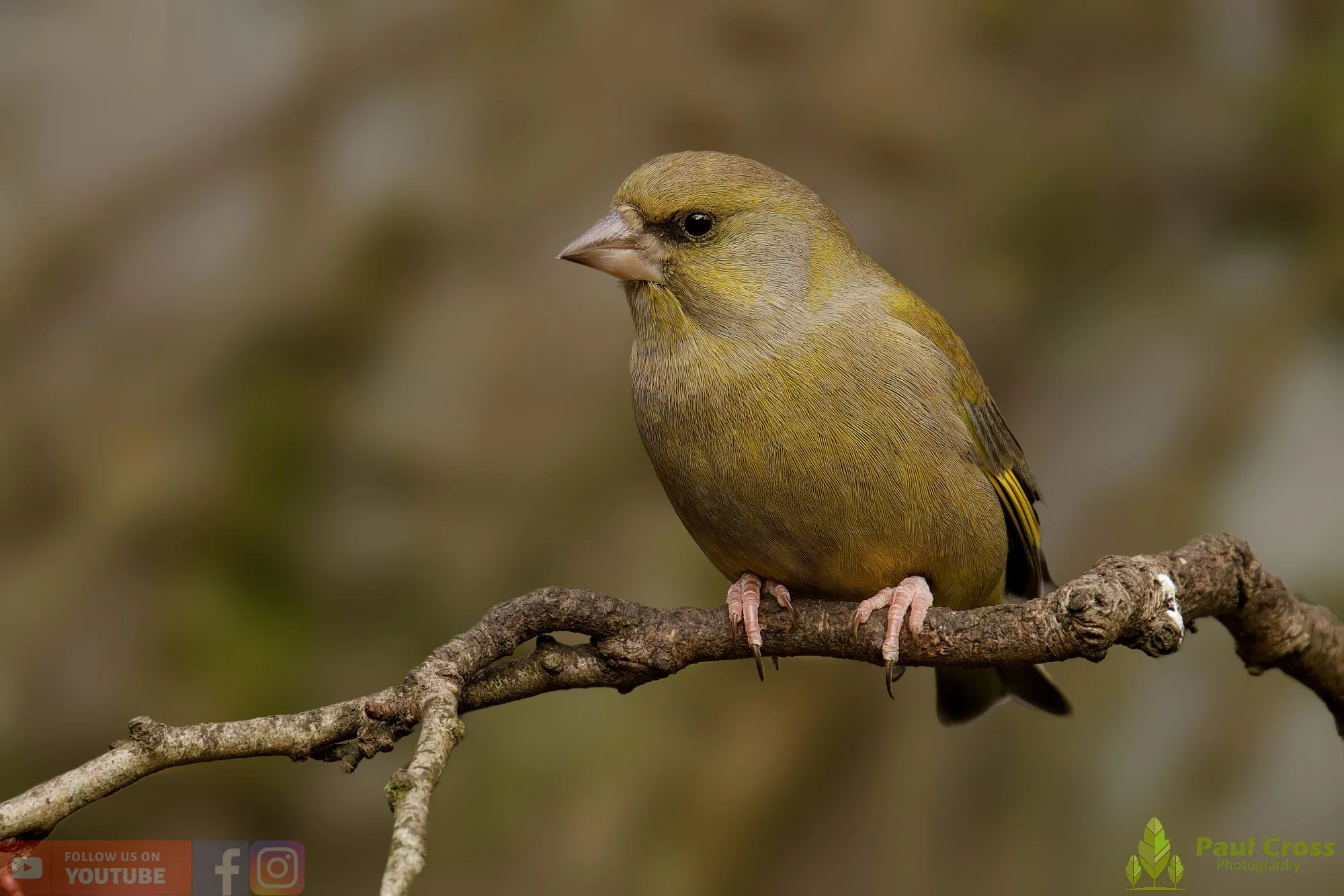 Greenfinch-00094.jpg