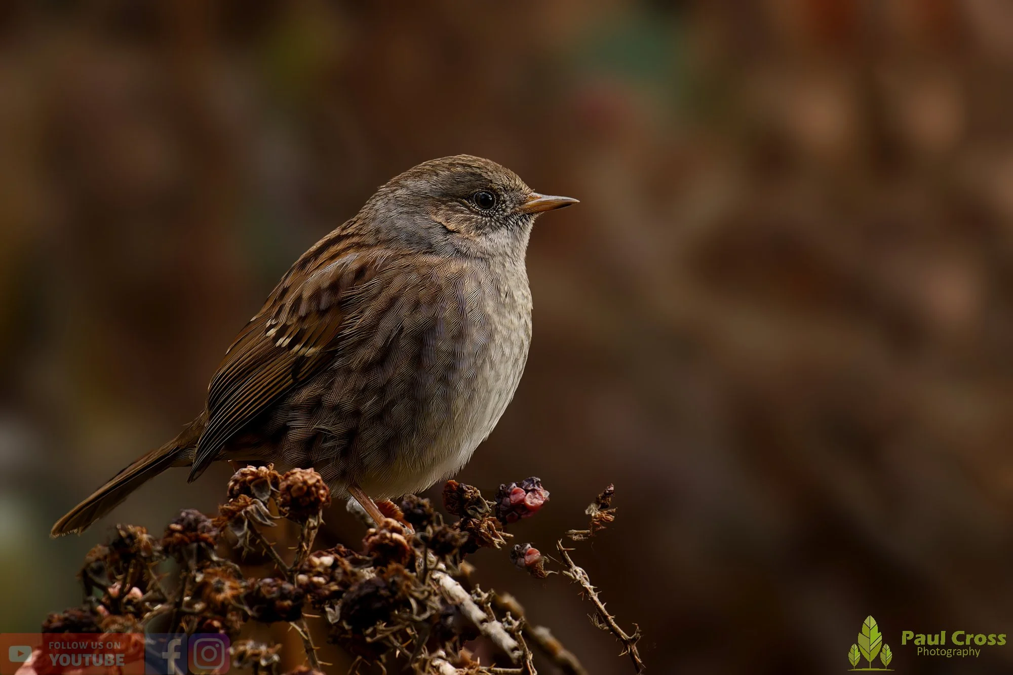Hedge Accentor-00057.jpg