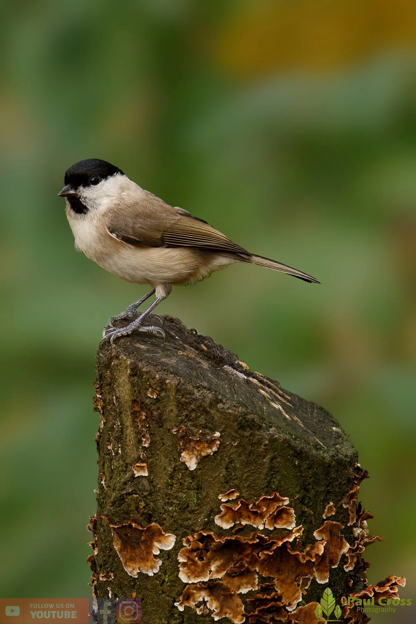 Marsh Tit-00056.jpg