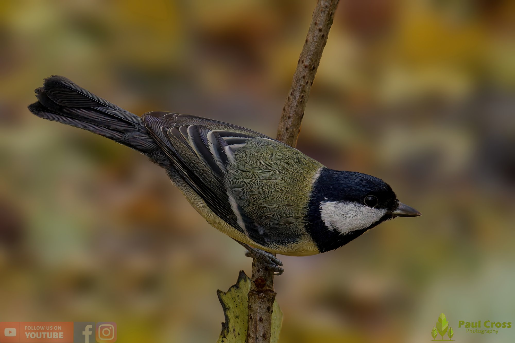 Great Tit-00313.jpg