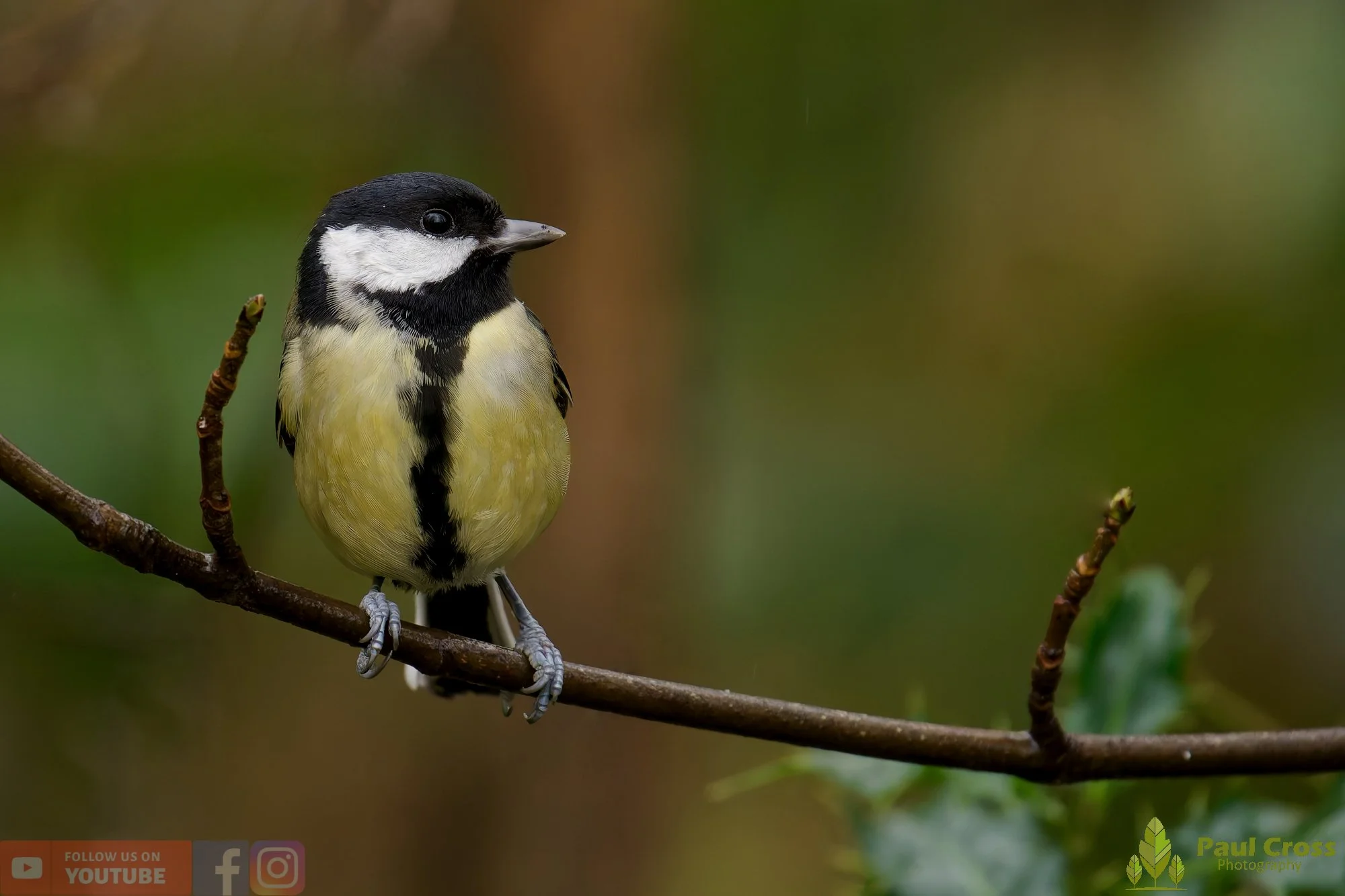 Great Tit-00317.jpg