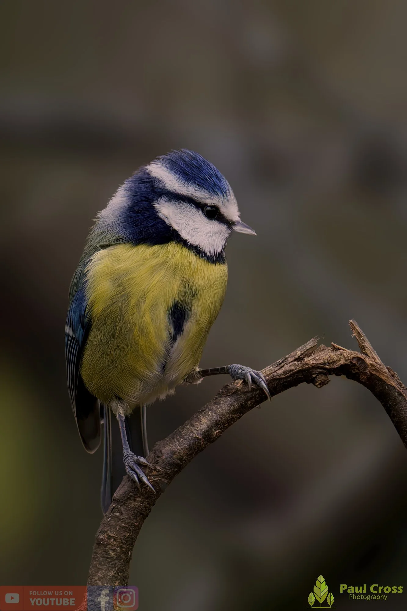 Great Tit-00319.jpg