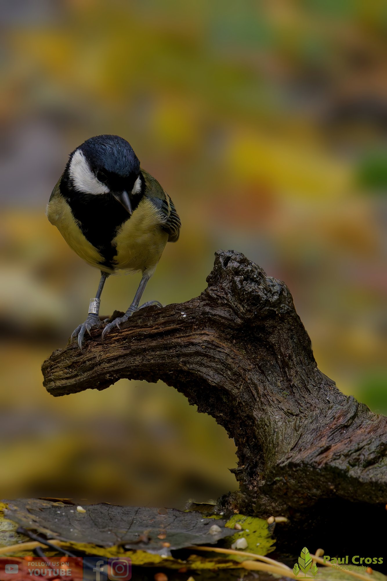 Great Tit-00320.jpg