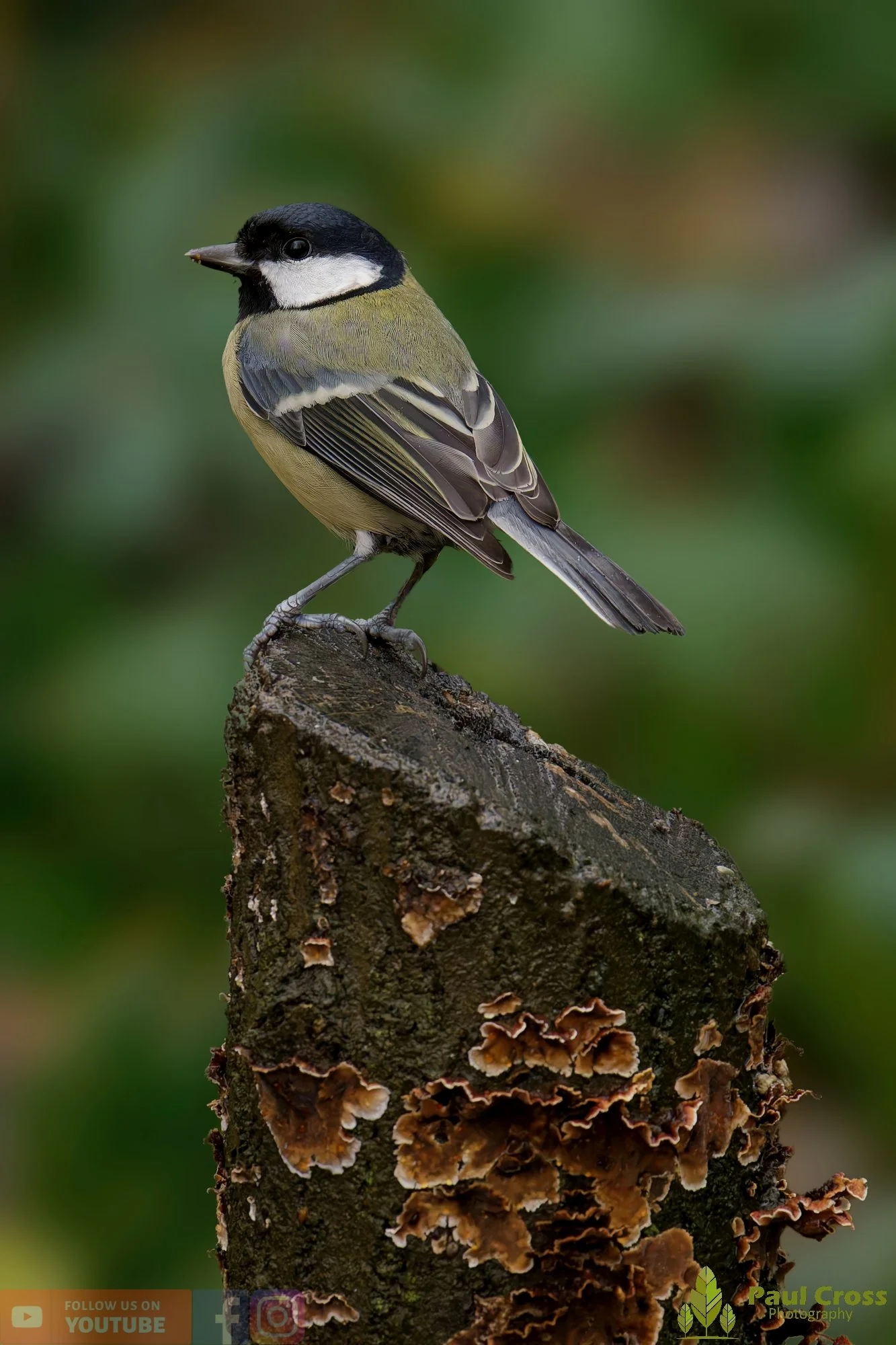 Great Tit-00321.jpg