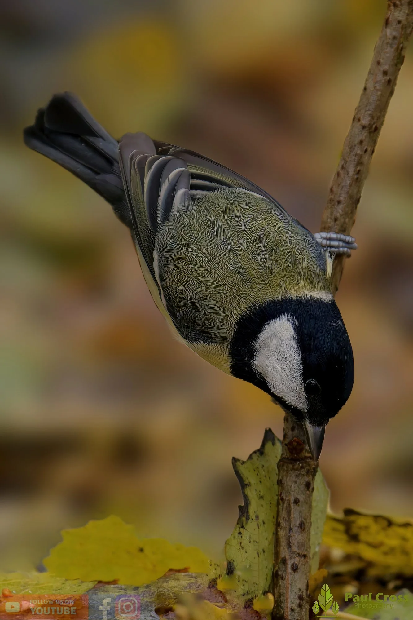 Great Tit-00322.jpg