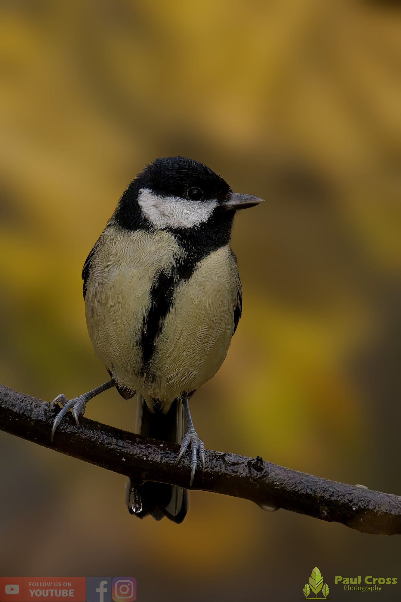 Great Tit-00323.jpg