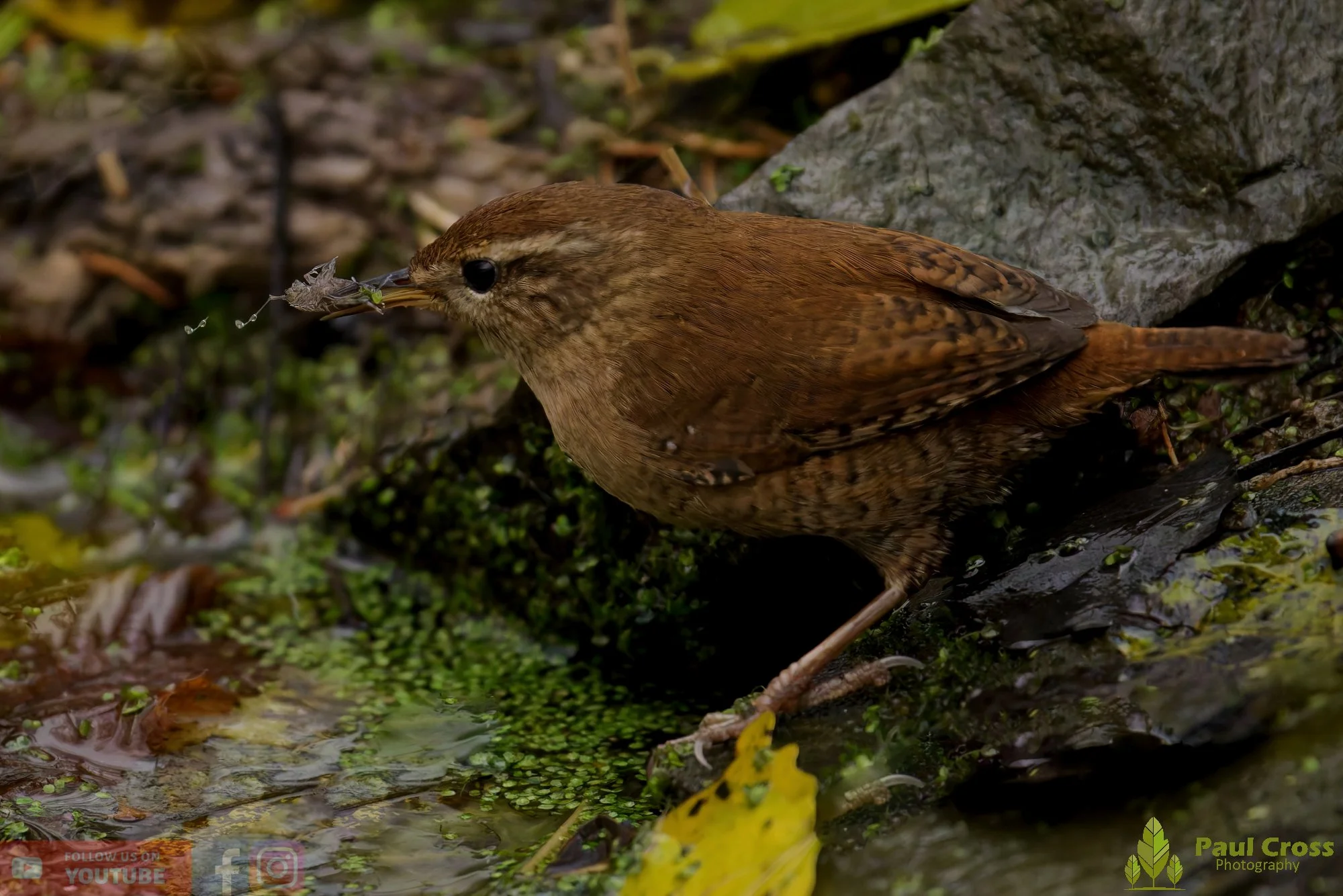 Wren-00399.jpg