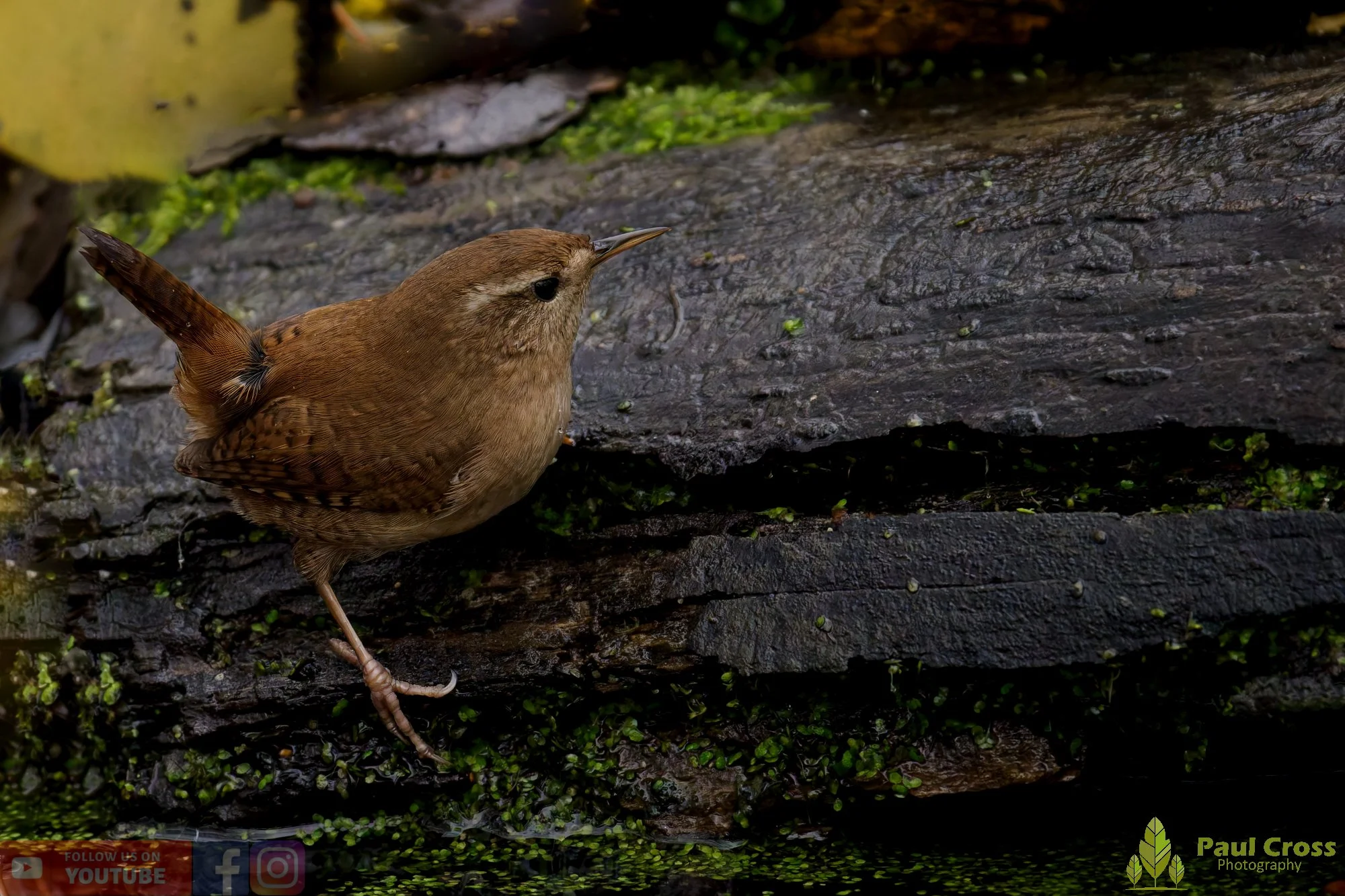 Wren-00401.jpg