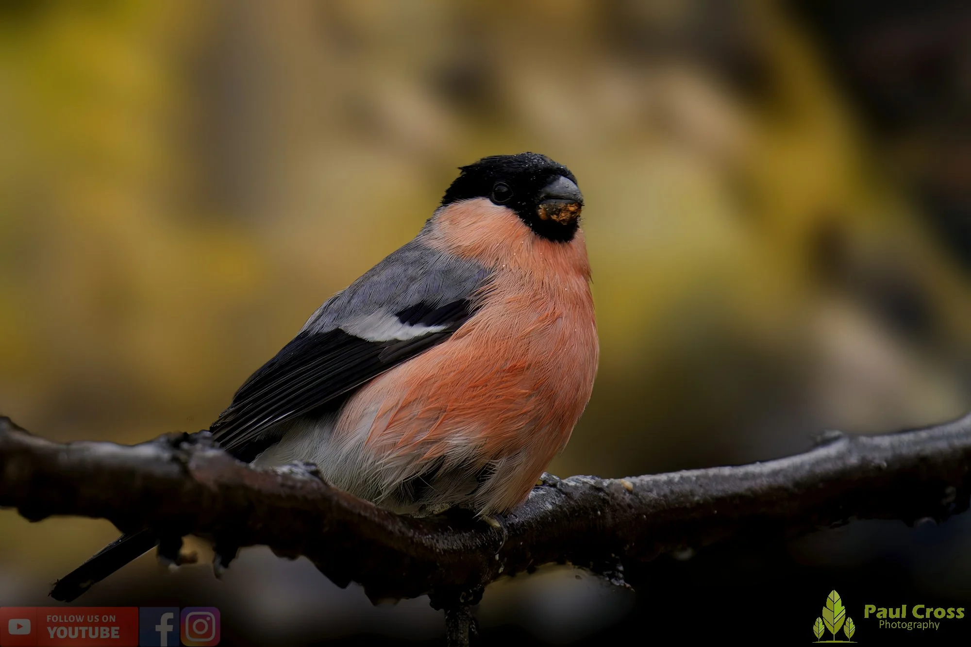 Bullfinch-00069.jpg