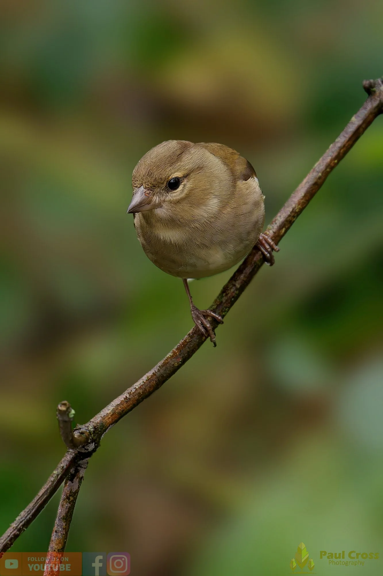 Chaffinch-00098.jpg