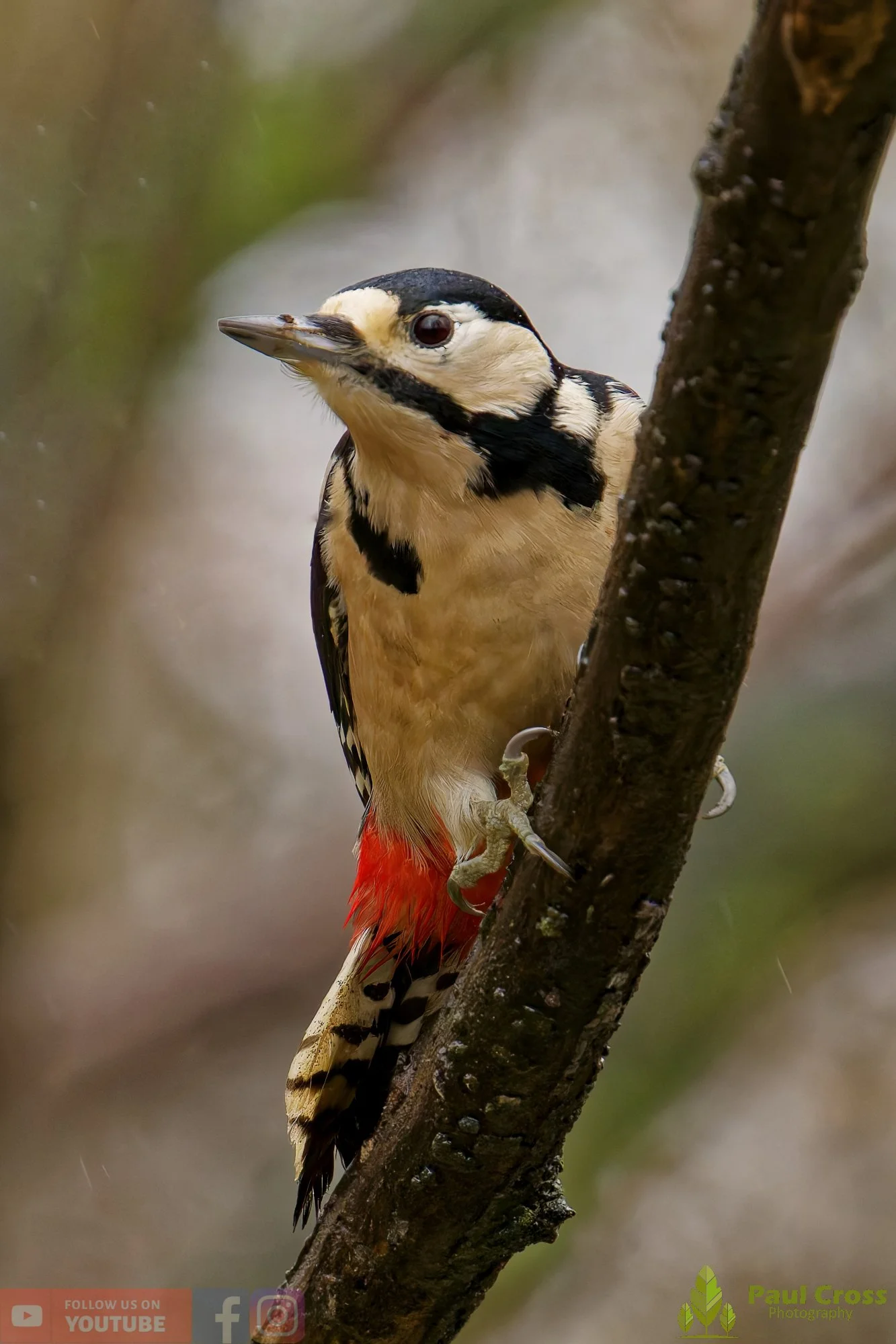 Great Spotted Woodpecker-00146.jpg