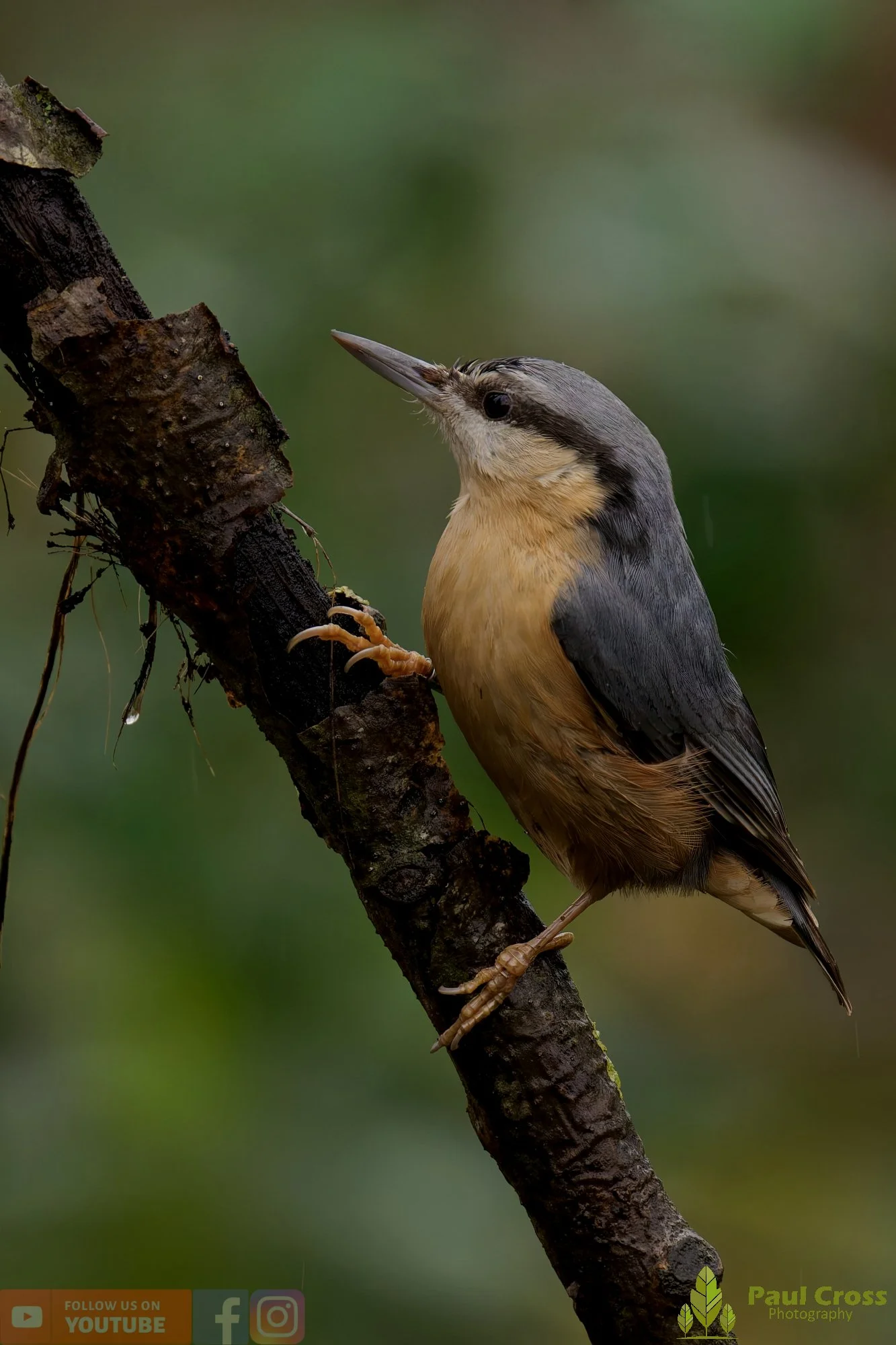 Nuthatch-00226.jpg