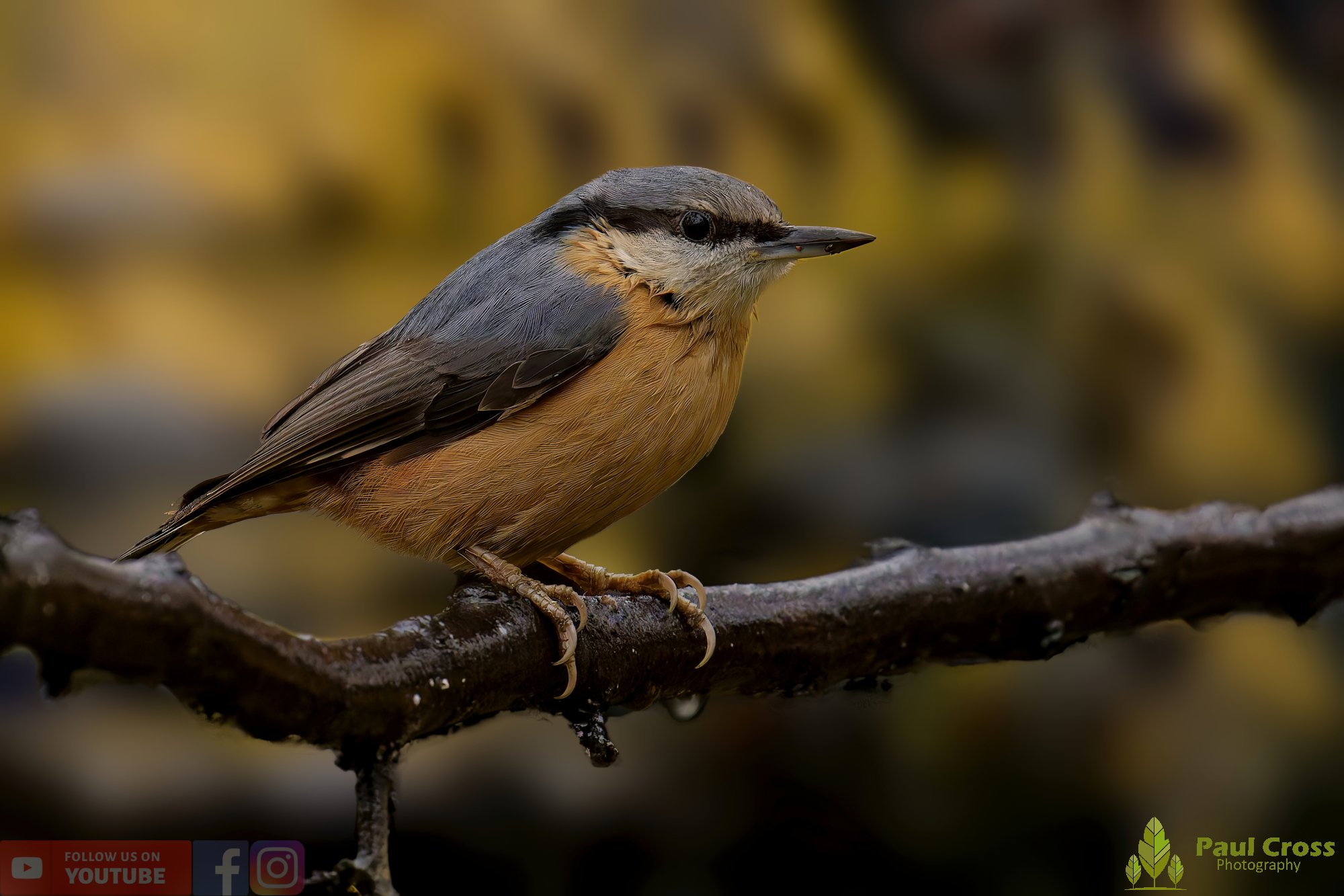 Nuthatch-00227.jpg