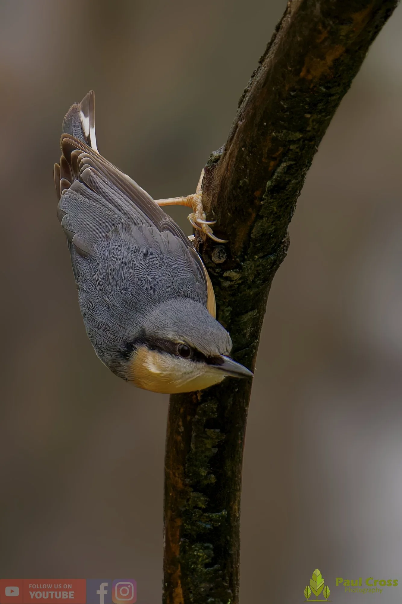 Nuthatch-00229.jpg