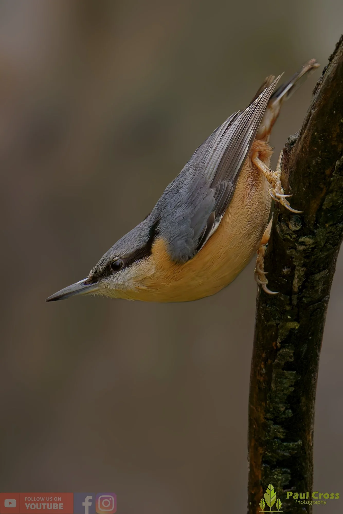 Nuthatch-00230.jpg
