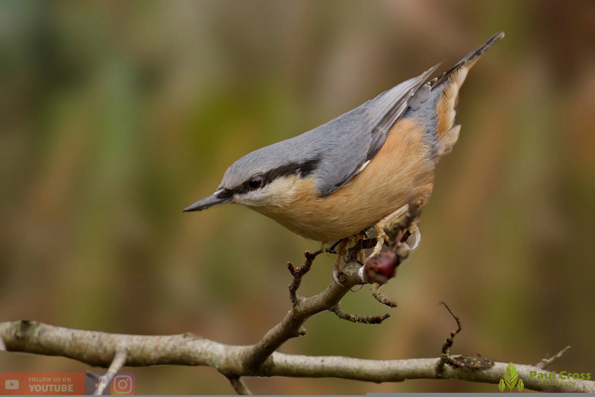 Nuthatch-00231.jpg