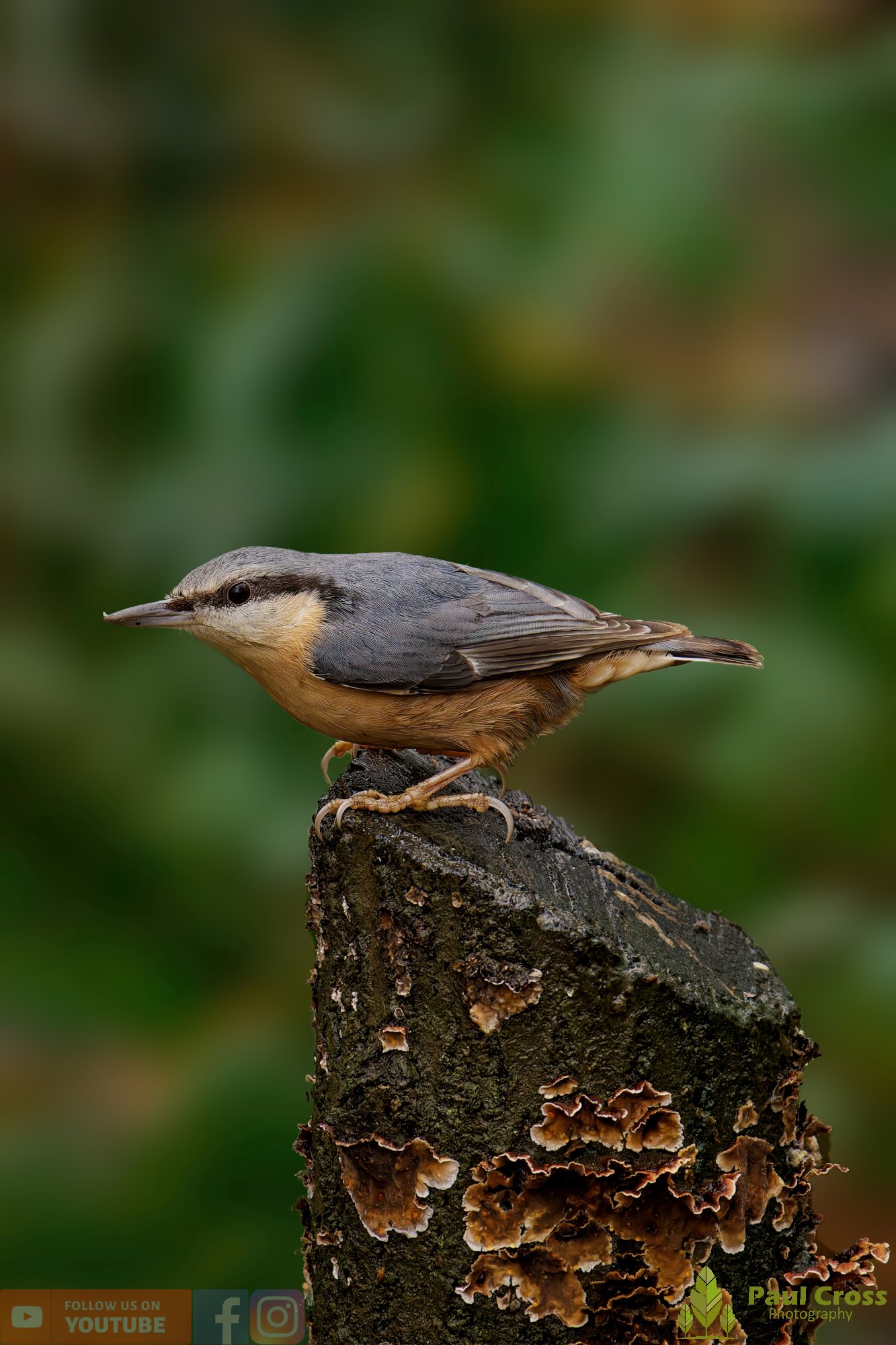 Nuthatch-00232.jpg