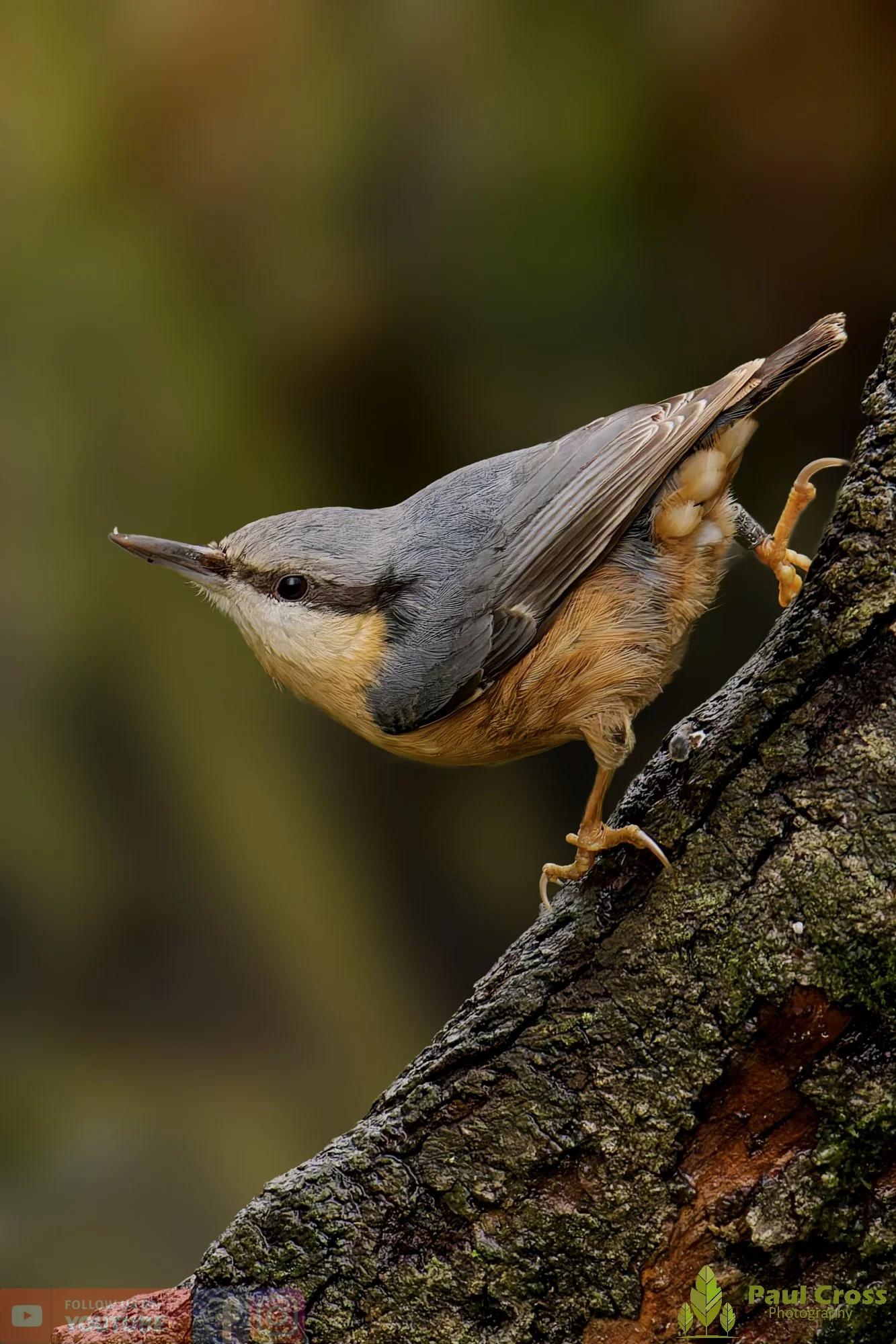 Nuthatch-00234.jpg