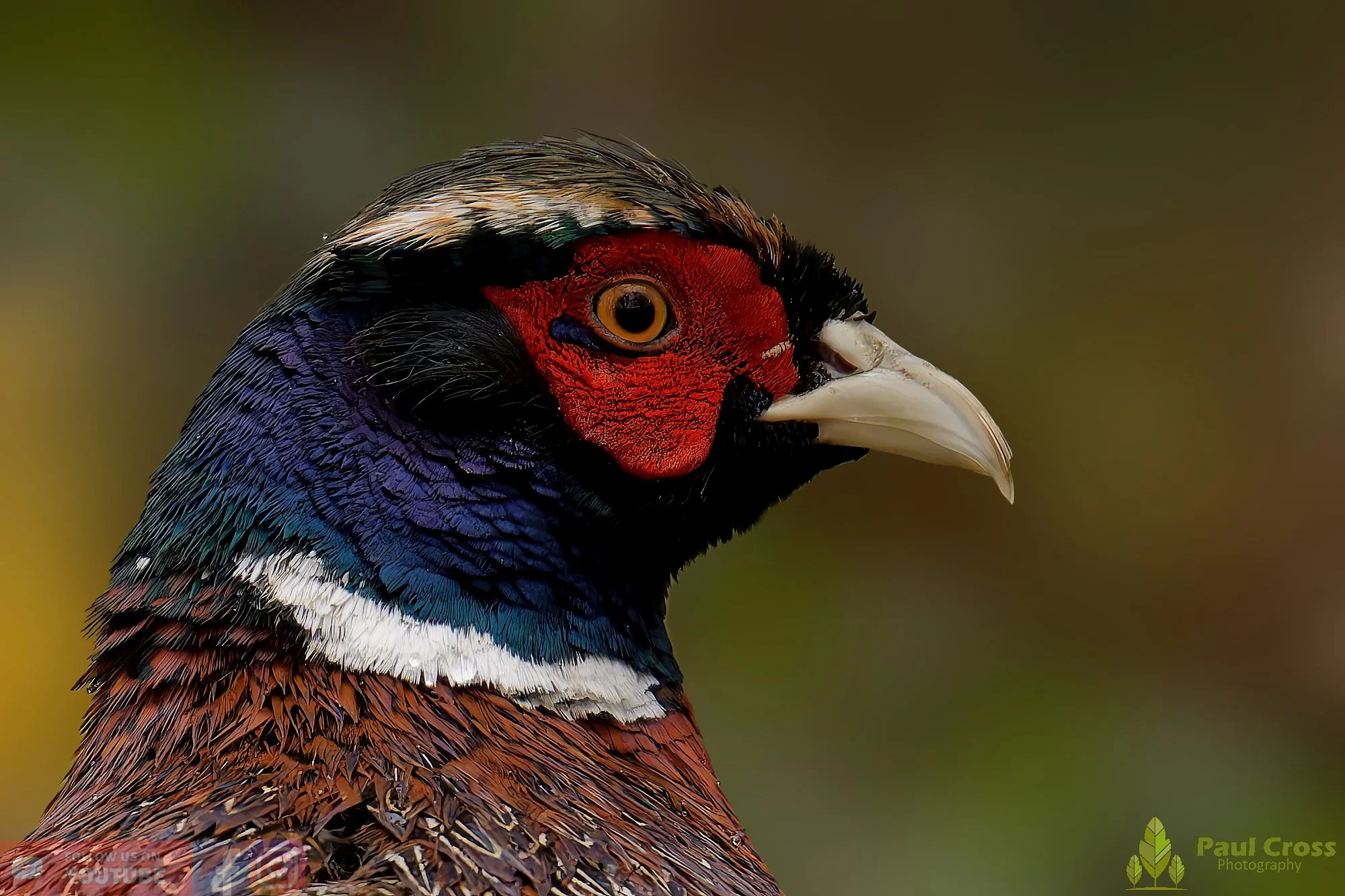 Pheasant-00130.jpg