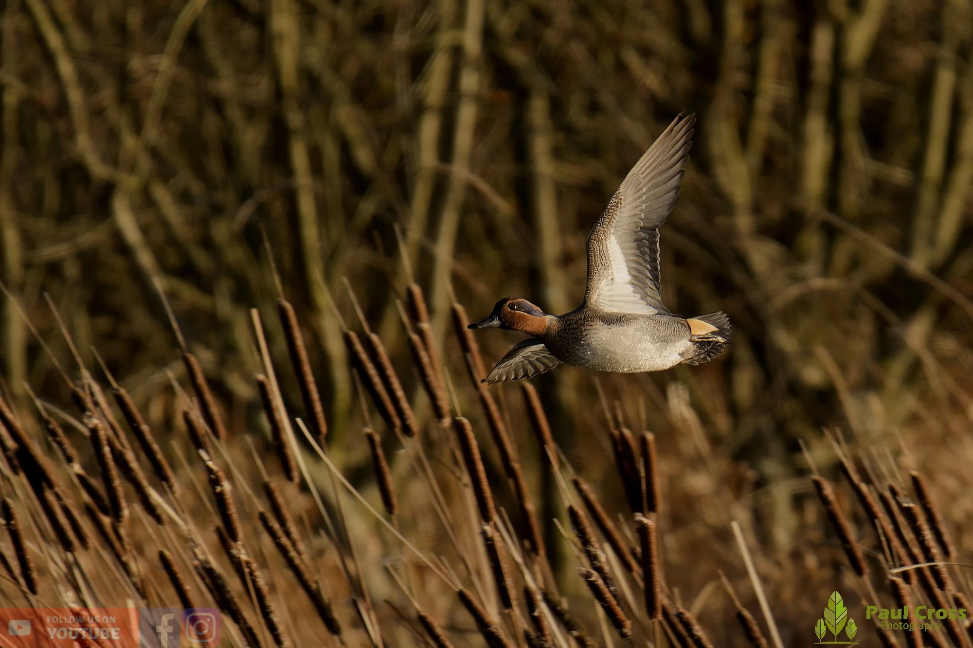 Common Teal-00035.jpg