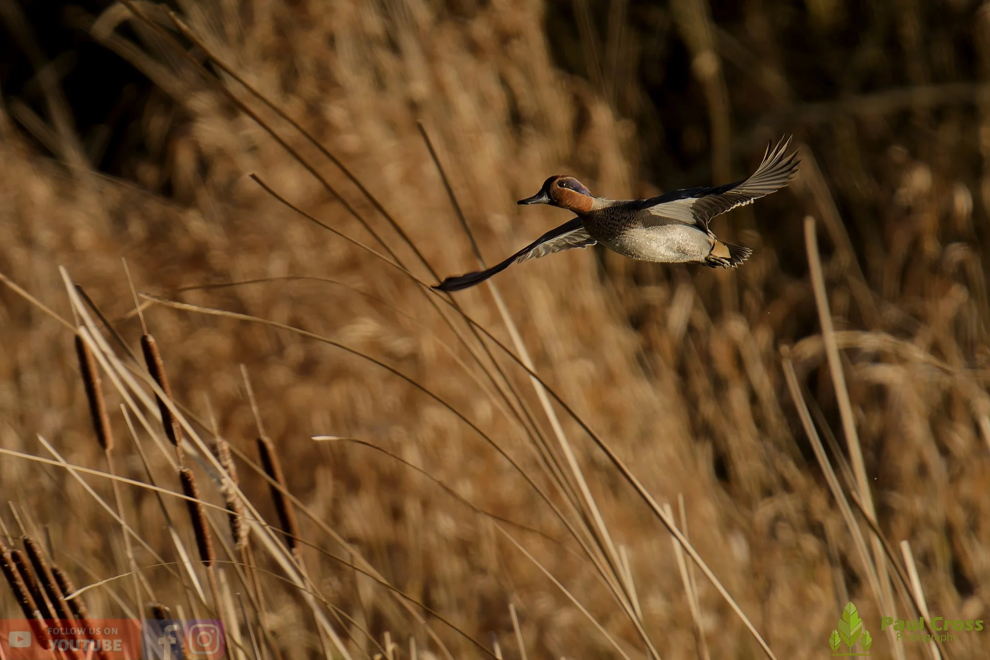 Common Teal-00034.jpg