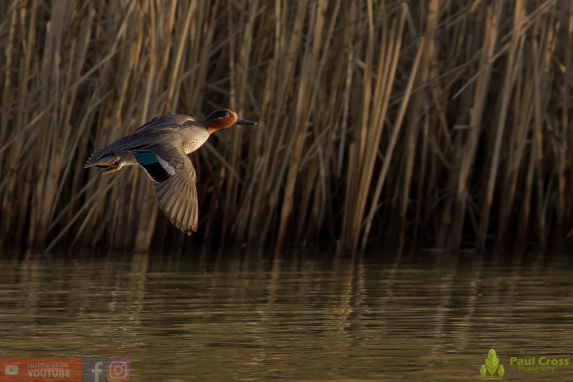 Common Teal-00036.jpg