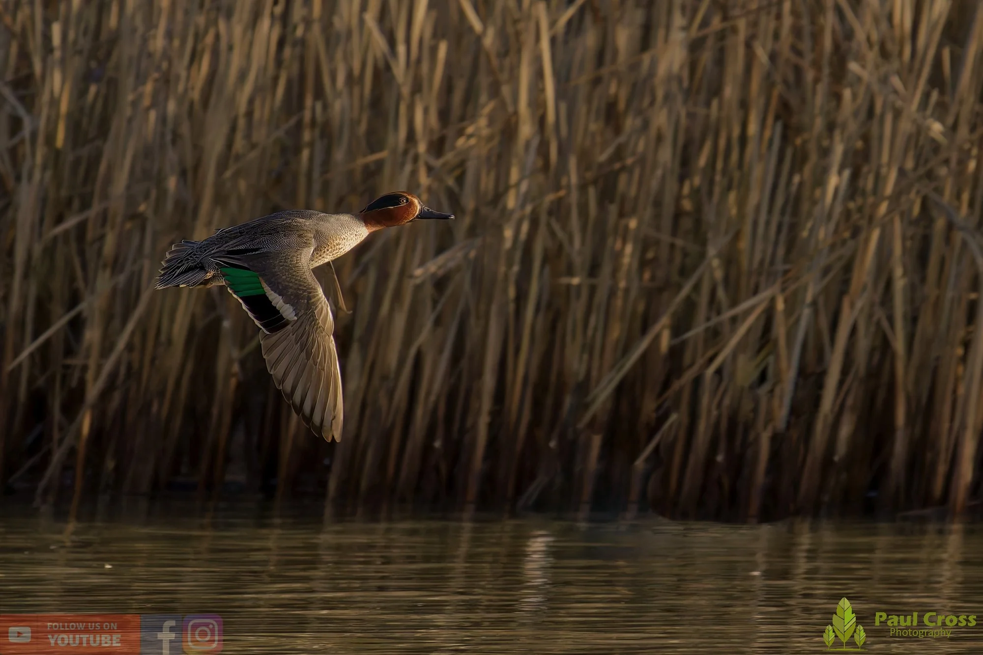 Common Teal-00037.jpg